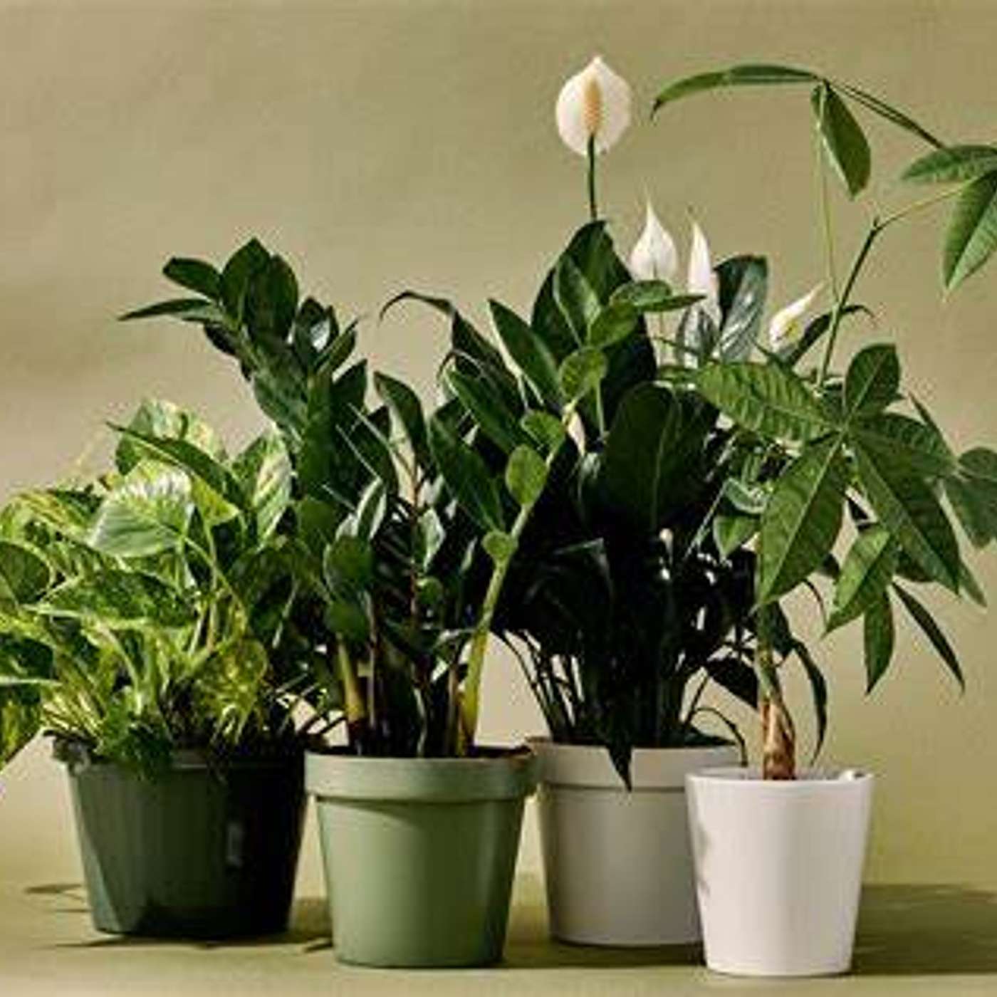 Indoor plants for your health! episode artwork