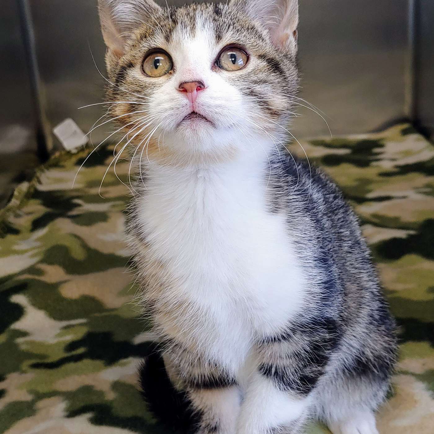 Let's visit the Kitten Room at the SPCA Serving Allegany County!