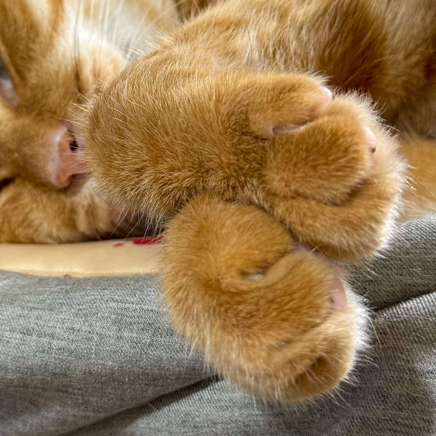 【鮑鮑報報EP46】如果教育學程不保證就業，你還會想修嗎？