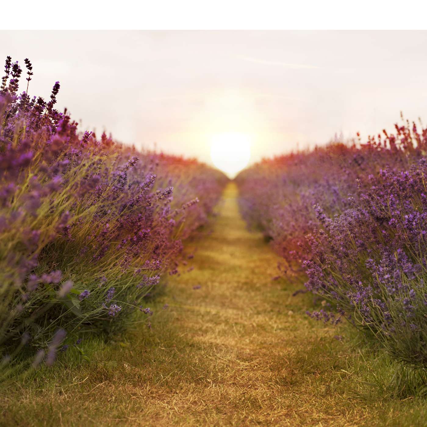 Breath & Balance: Your 5-Minute Reset
