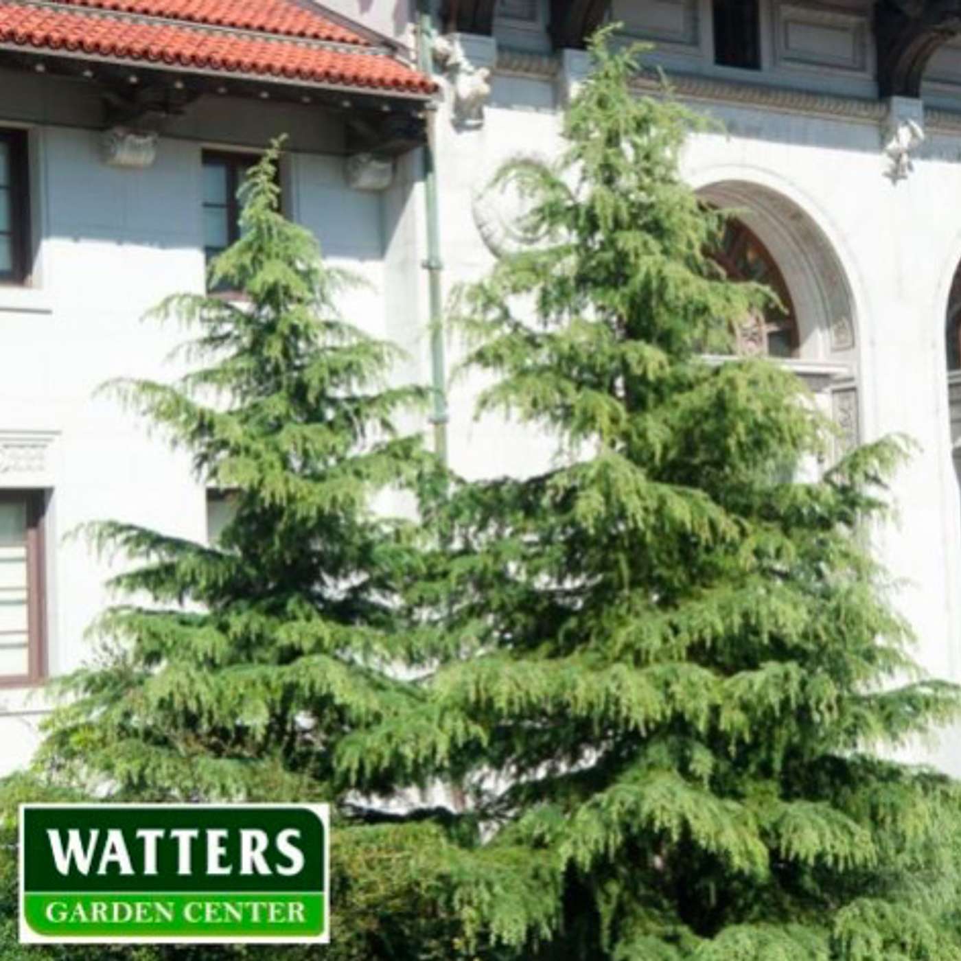 Thick Evergreens Planted for Privacy