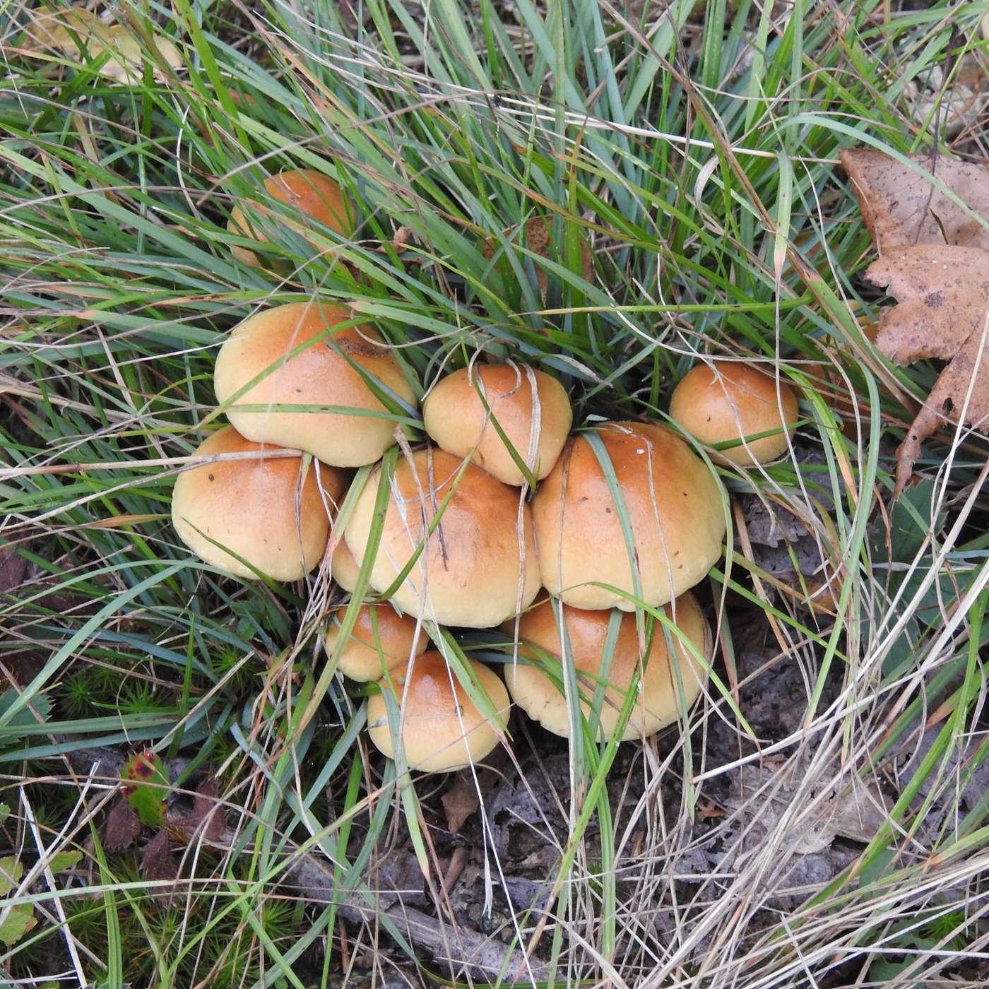 BEFORE THE FROST