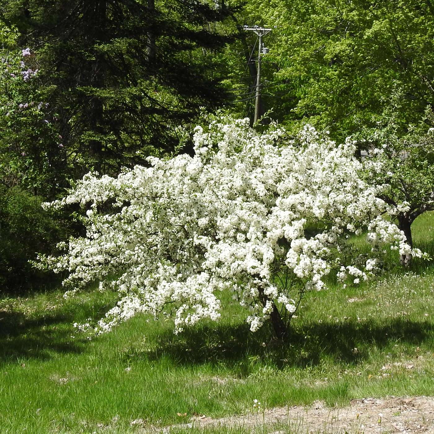THOUGHTS ON A CRABAPPLE TREE