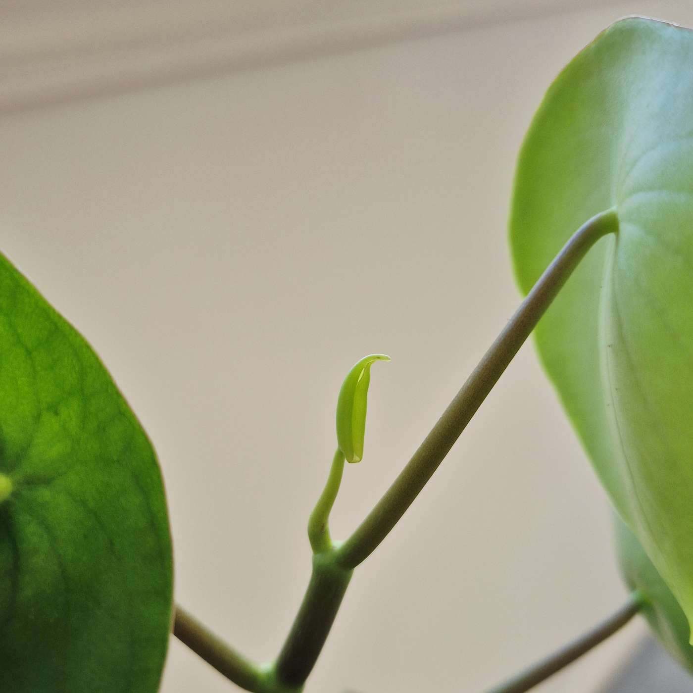 The Pause Is Over: The Hello Frequency Season Continues