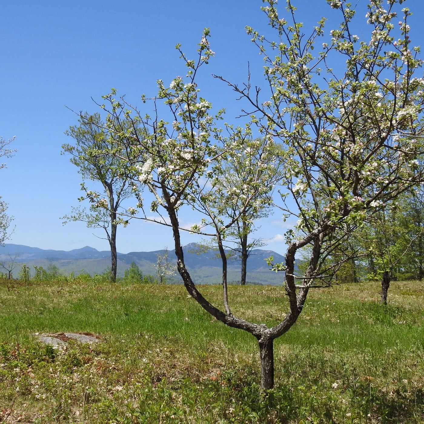 A VISIT TO THE ORCHARD