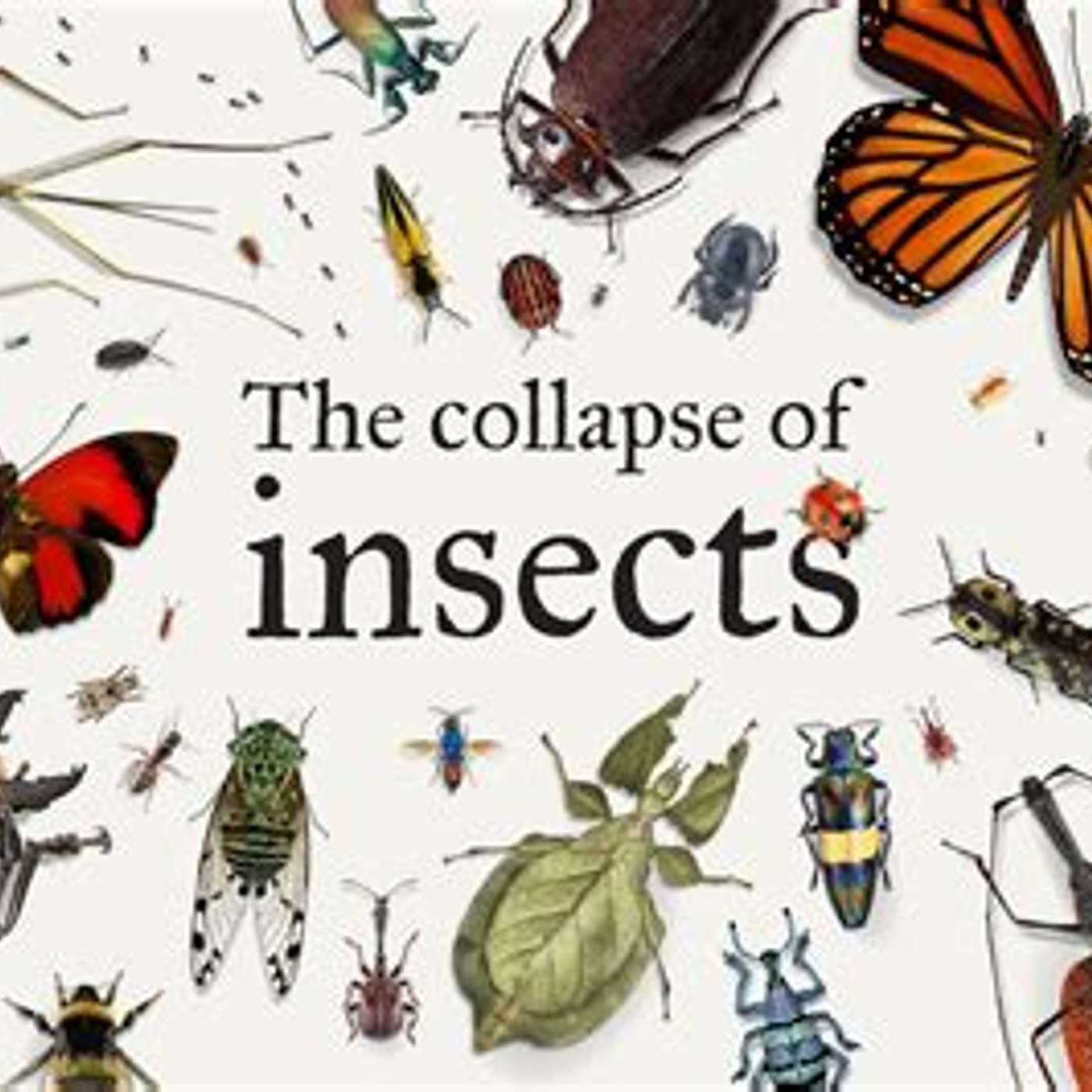 Losing insects faster than EVER!