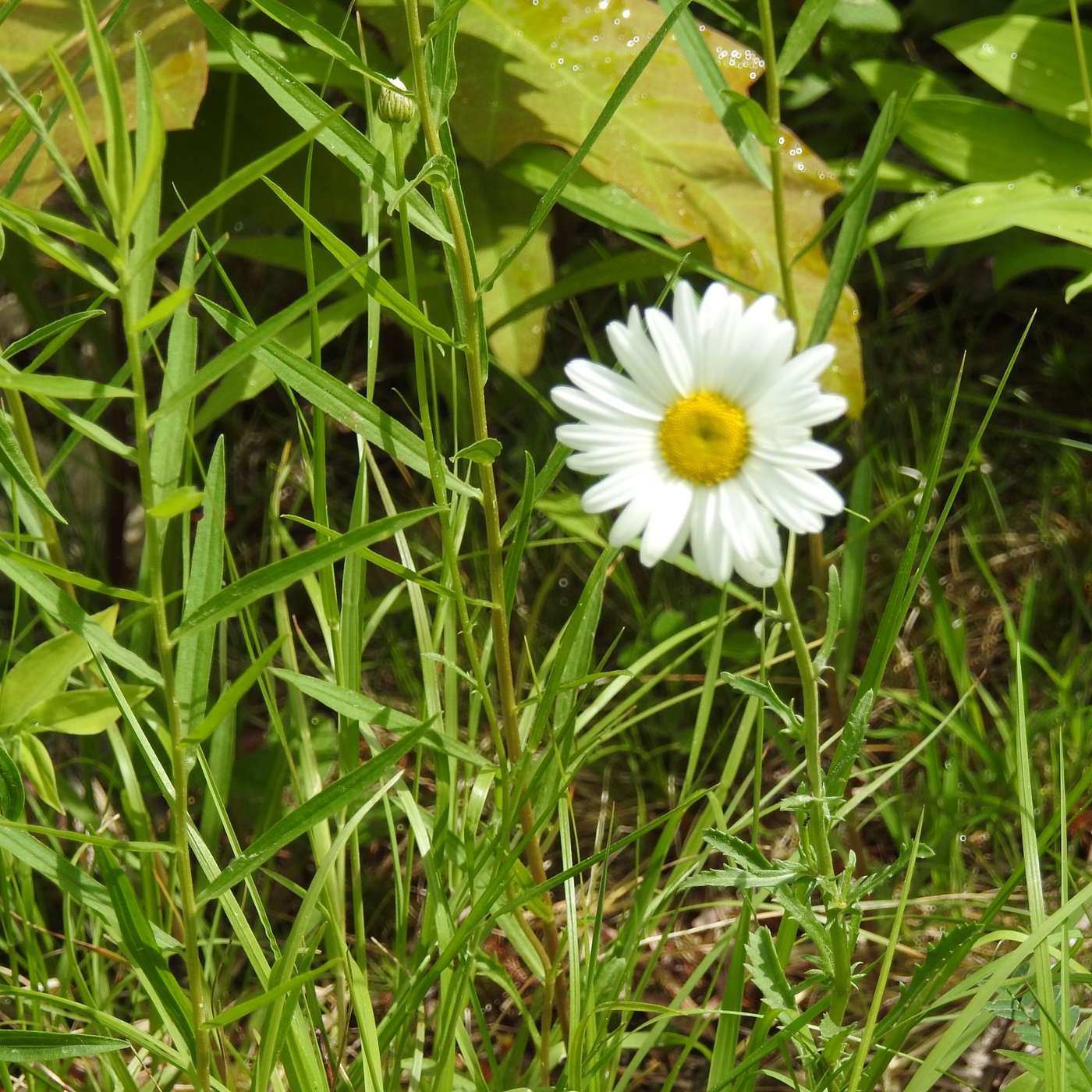 THERE IS A LOT TO LOVE IN A DAISY