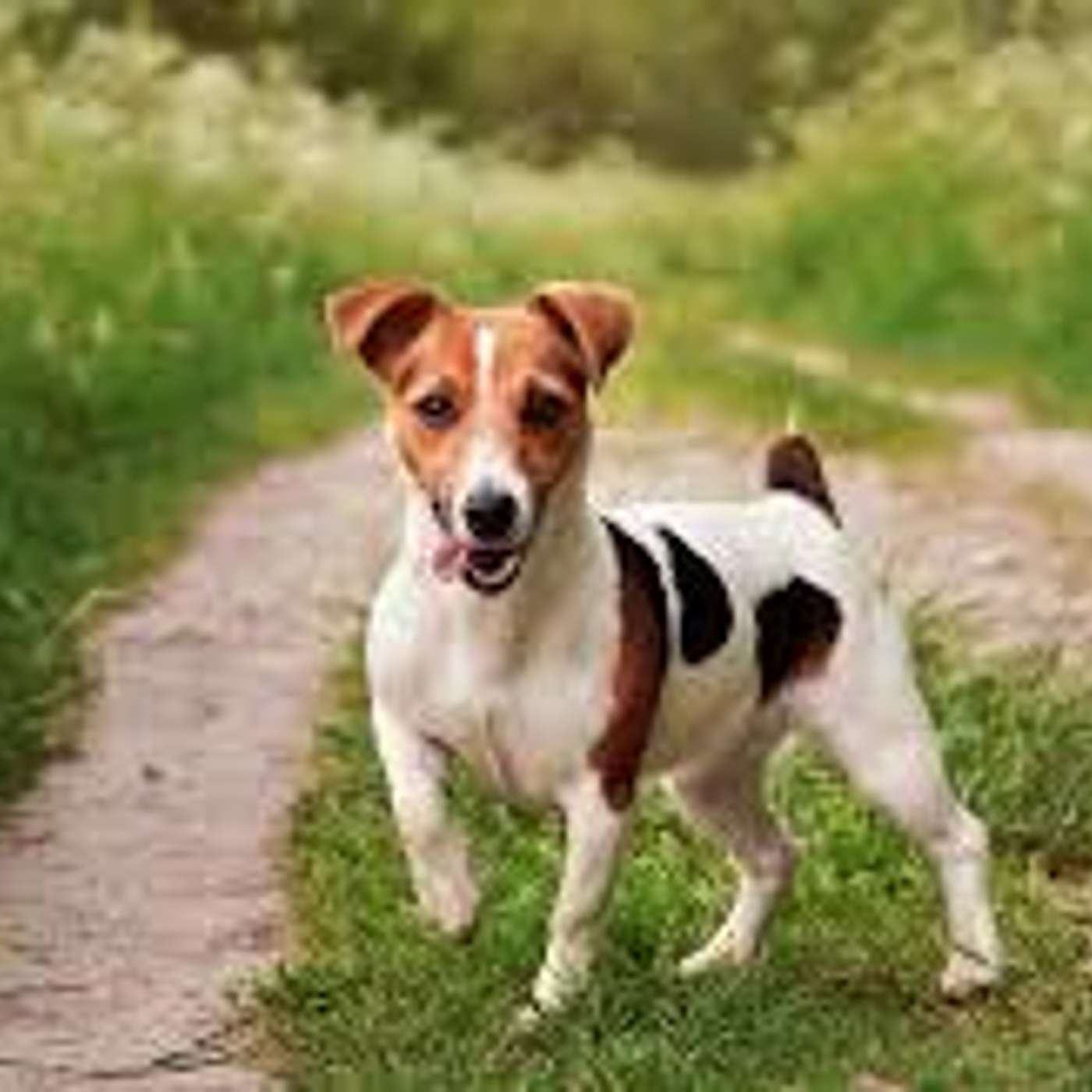 Amici per il pelo, il mondo degli animali visto e raccontato da una veterinaria
