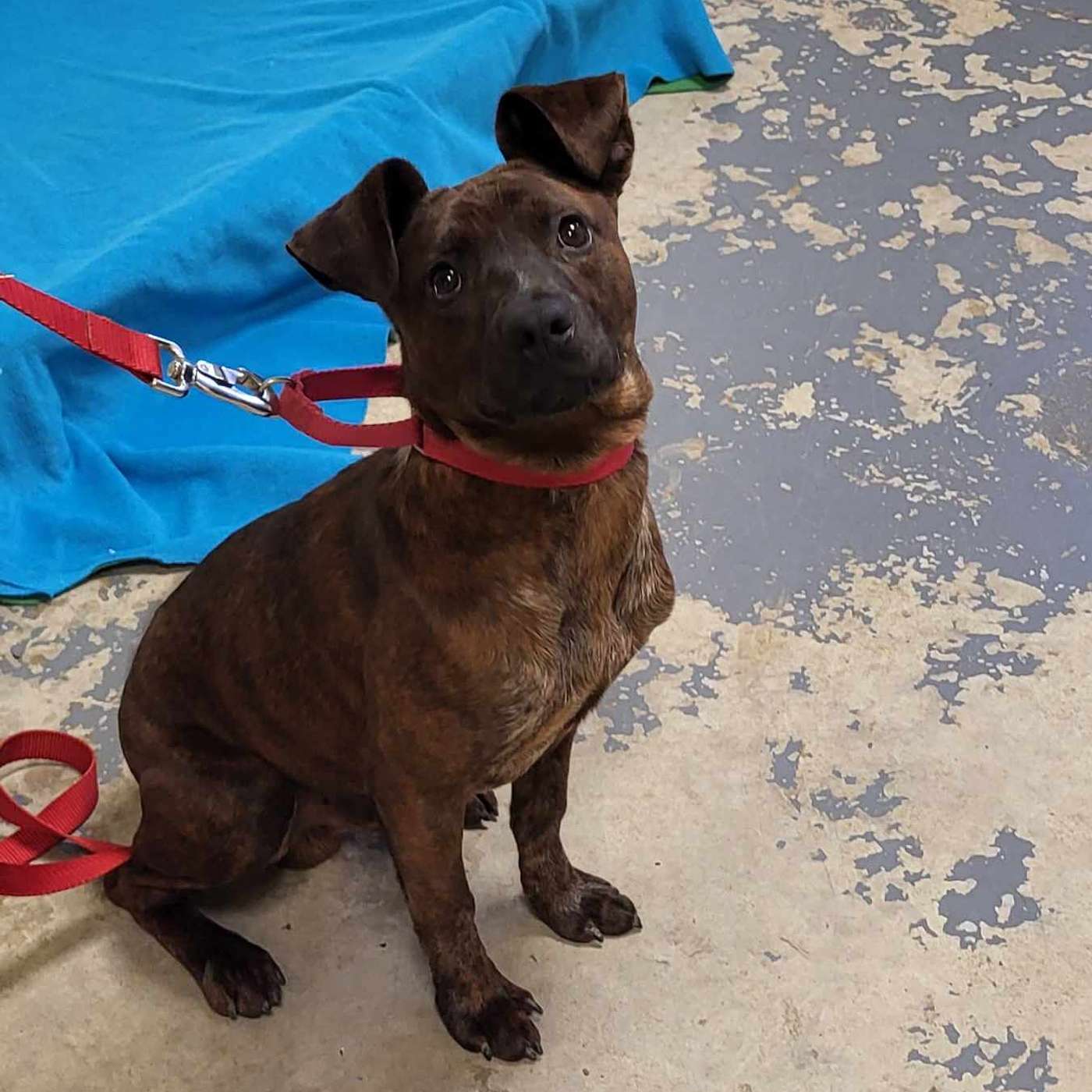 Let's meet Aubin! He's our POP-PAW-RAZZI Superstar of the Week!