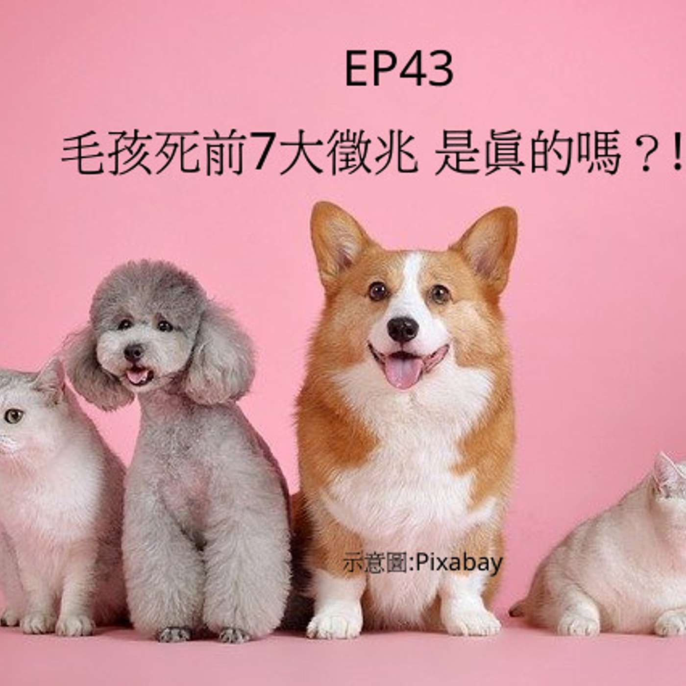 從0到1媒體人x斜槓 EP43天冷多小心！網傳貓狗死前有七大徵兆 是真的嗎？(柚子貍&安妮動物園) episode artwork