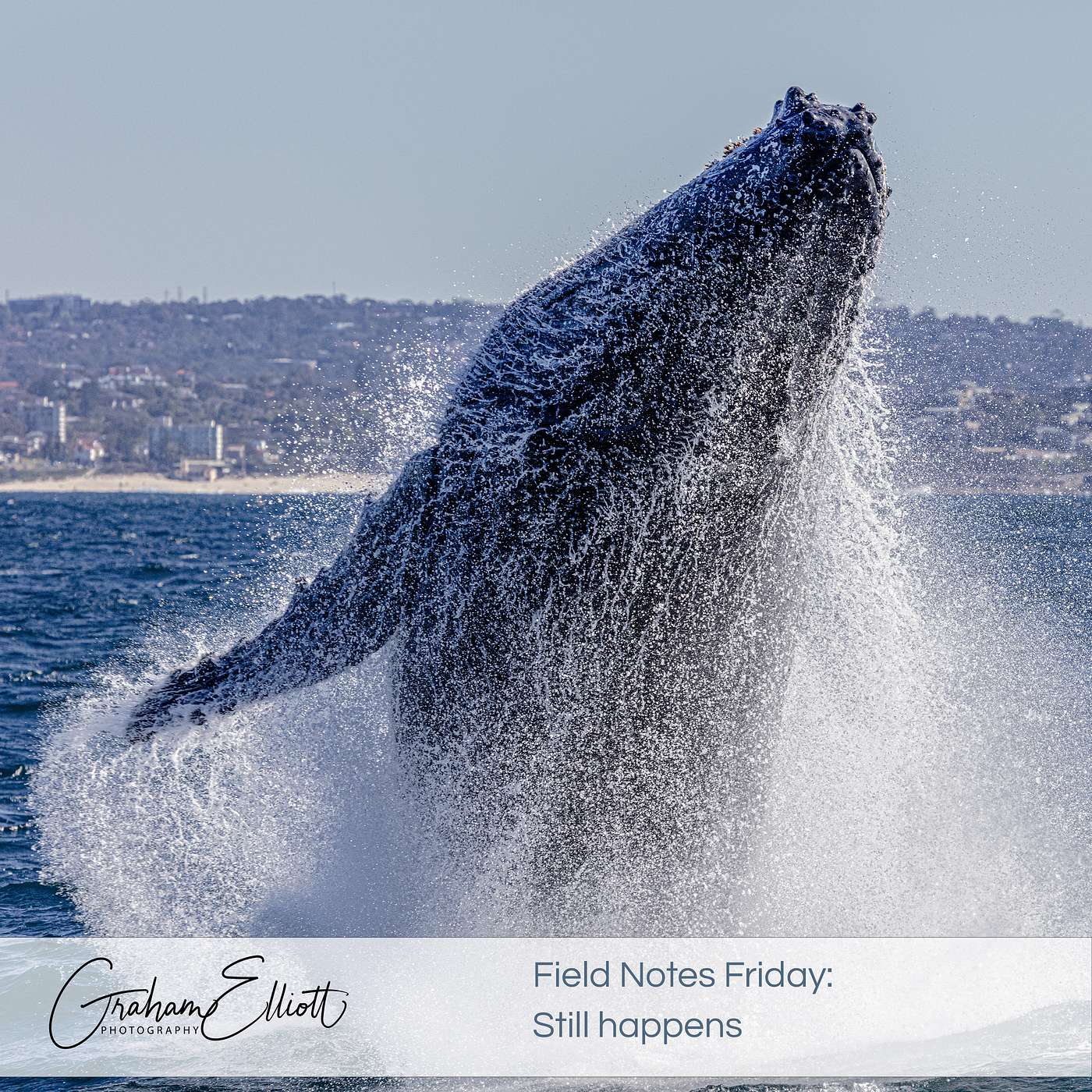 7 Wildlife Photography Mistakes Even Experienced Photographers Still Make