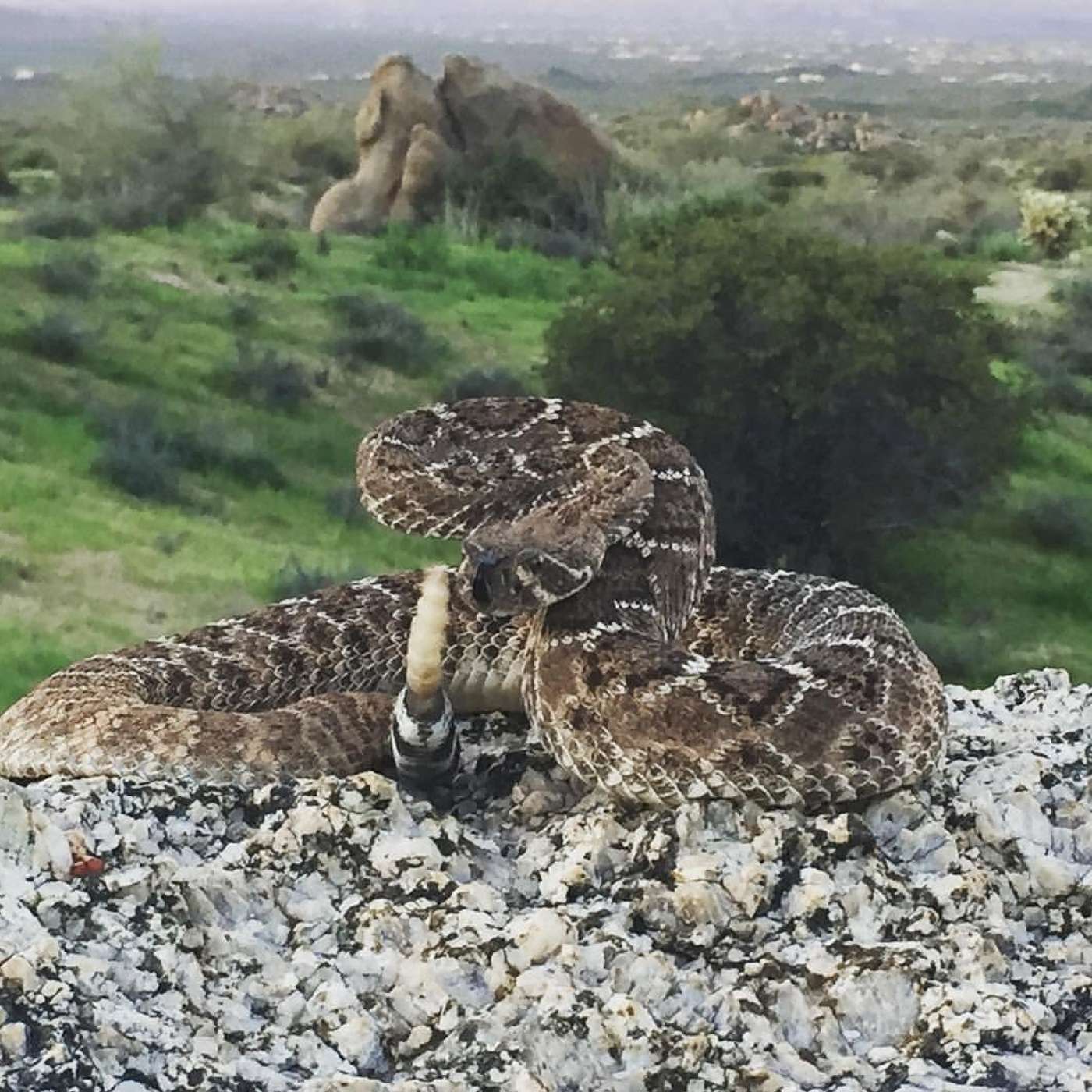 Episode #70 Rattlesnake Bite Plan For Hunters and Their Bird Dogs w/ Special Guest Cody Will episode artwork