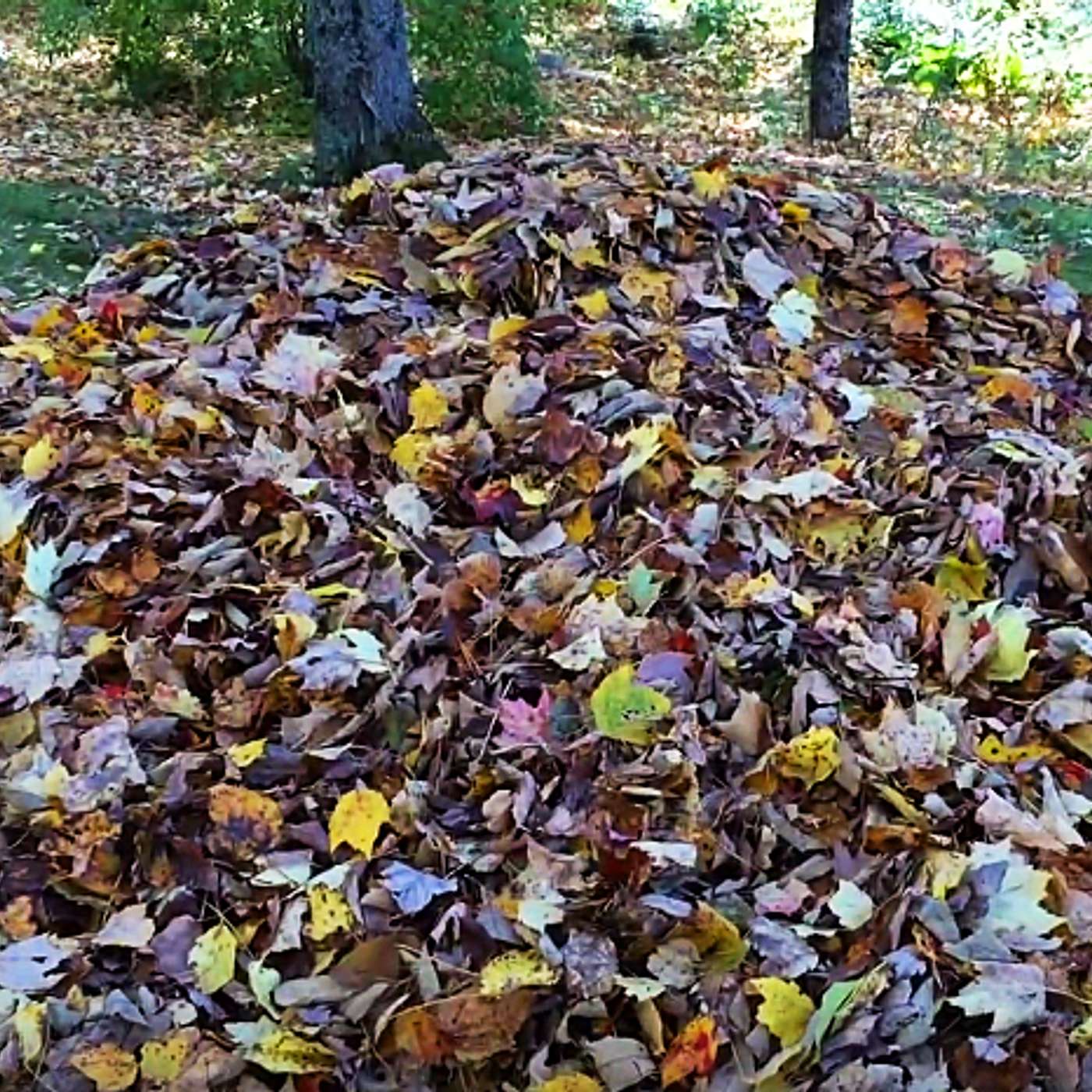 Our community leaf pile!