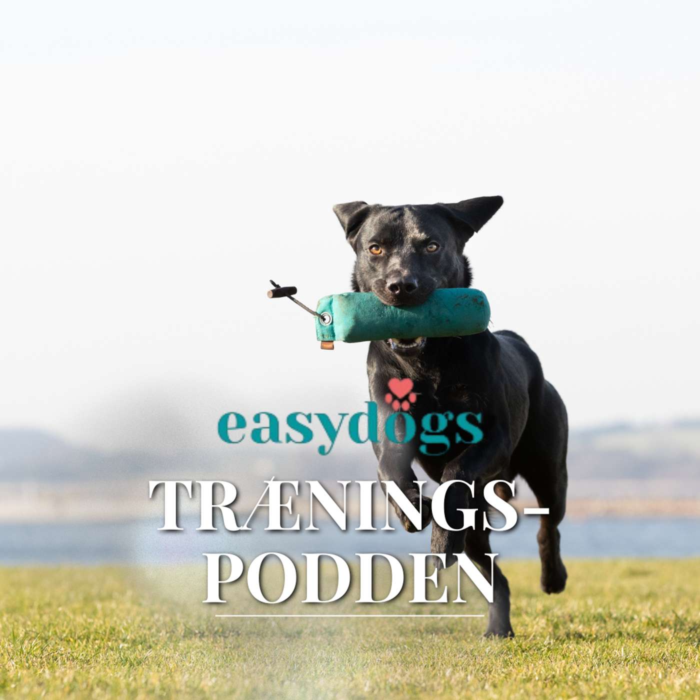 Easydogs træningspodden af Randi Laursen