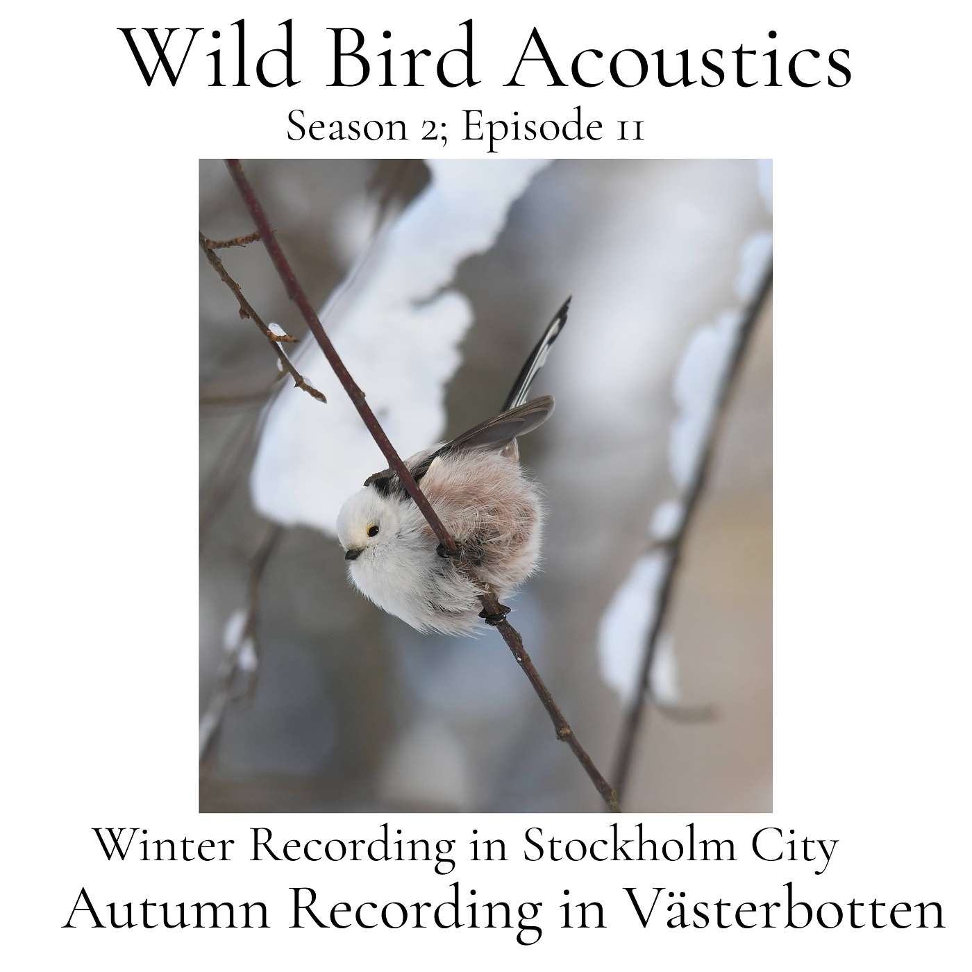 Wild Bird Acoustics