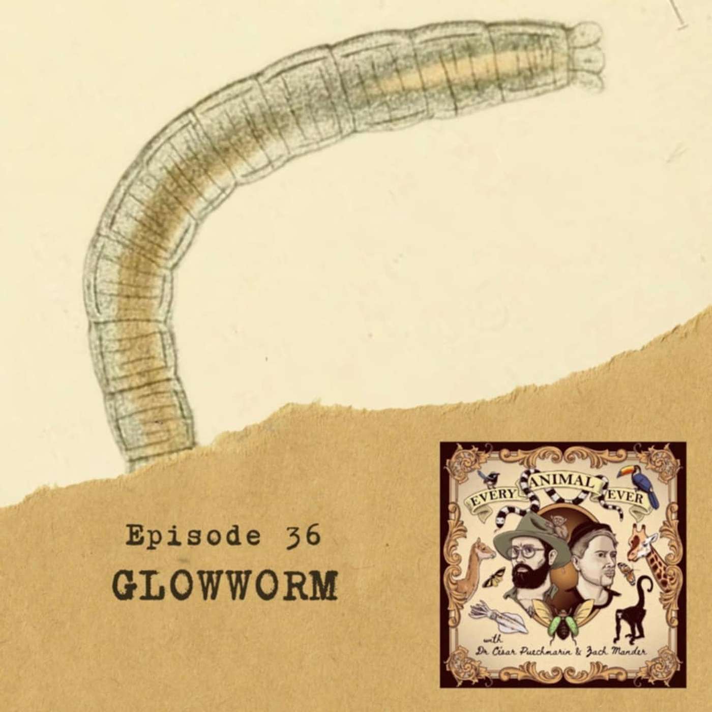 36 - Glowworm