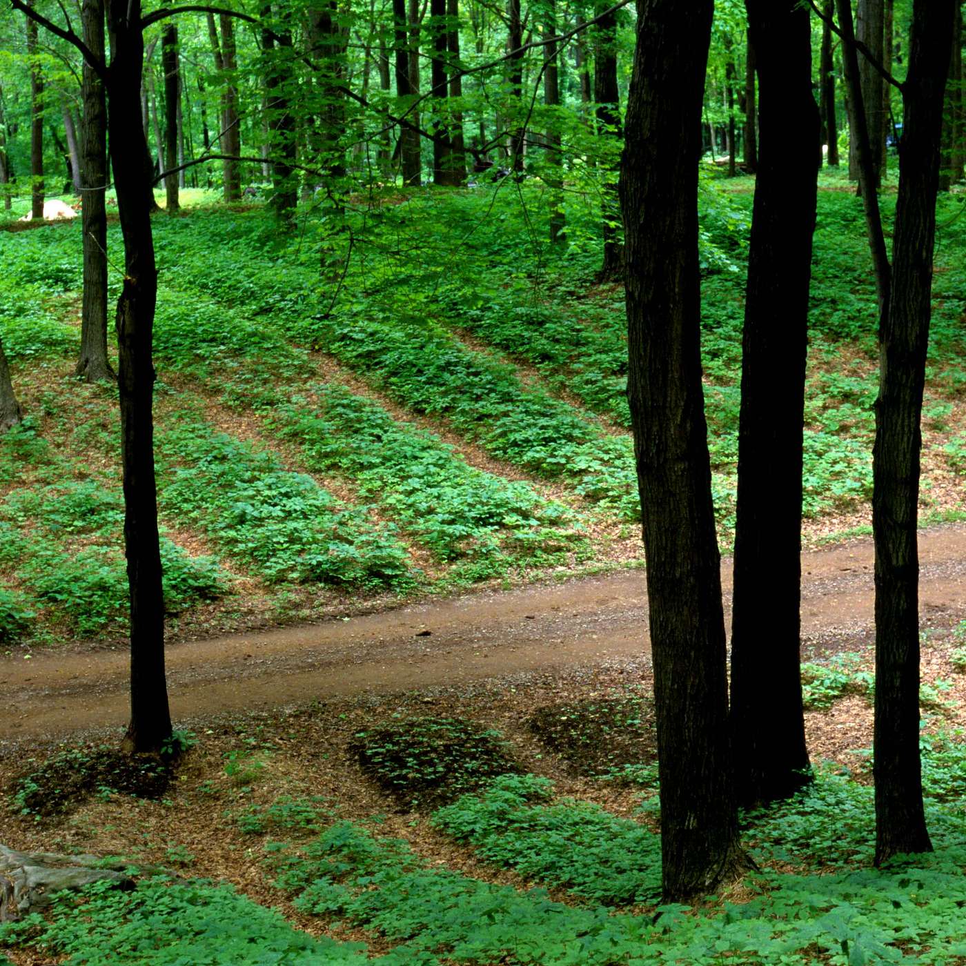 S.5 Ep.9: Forest Farming: Planting the Seed