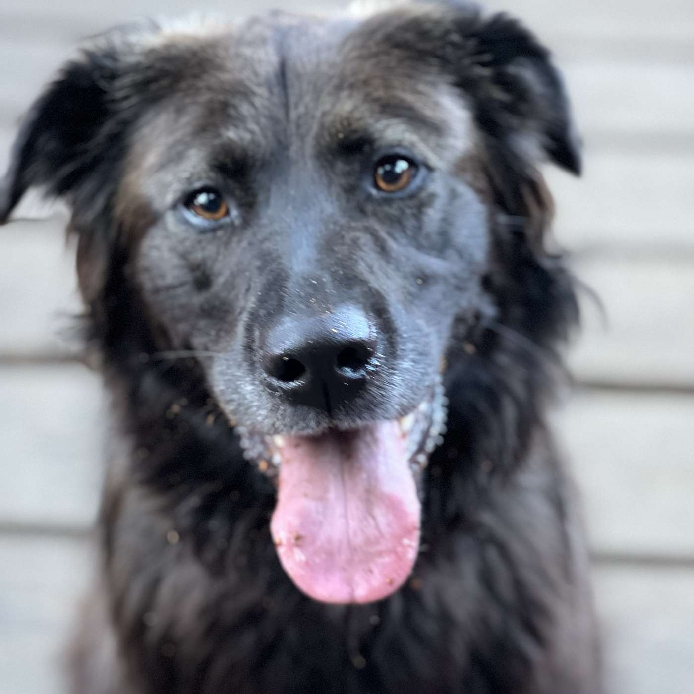 THE MAN WHO BECAME A DOG, 1st 3 chapters