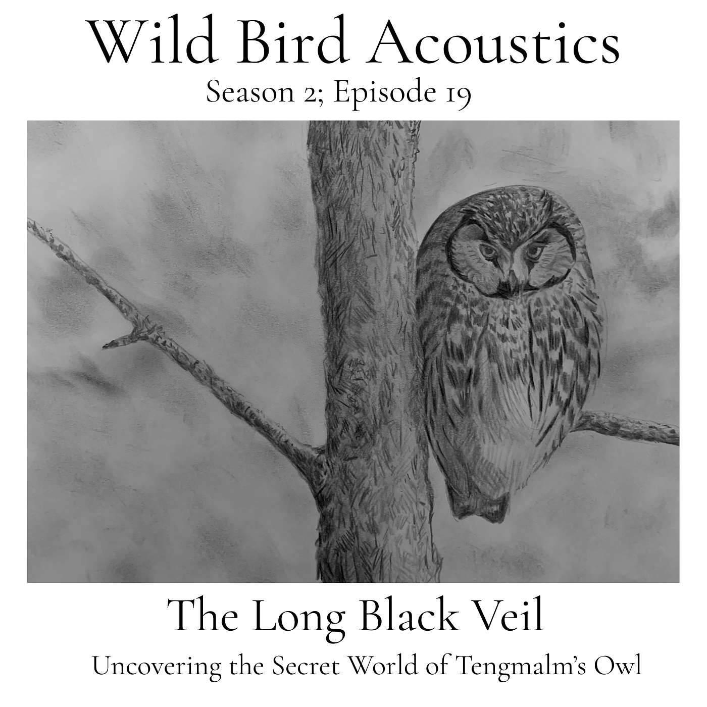 The Long Black Veil; Uncovering the Secret World of Tengmalm's Owl