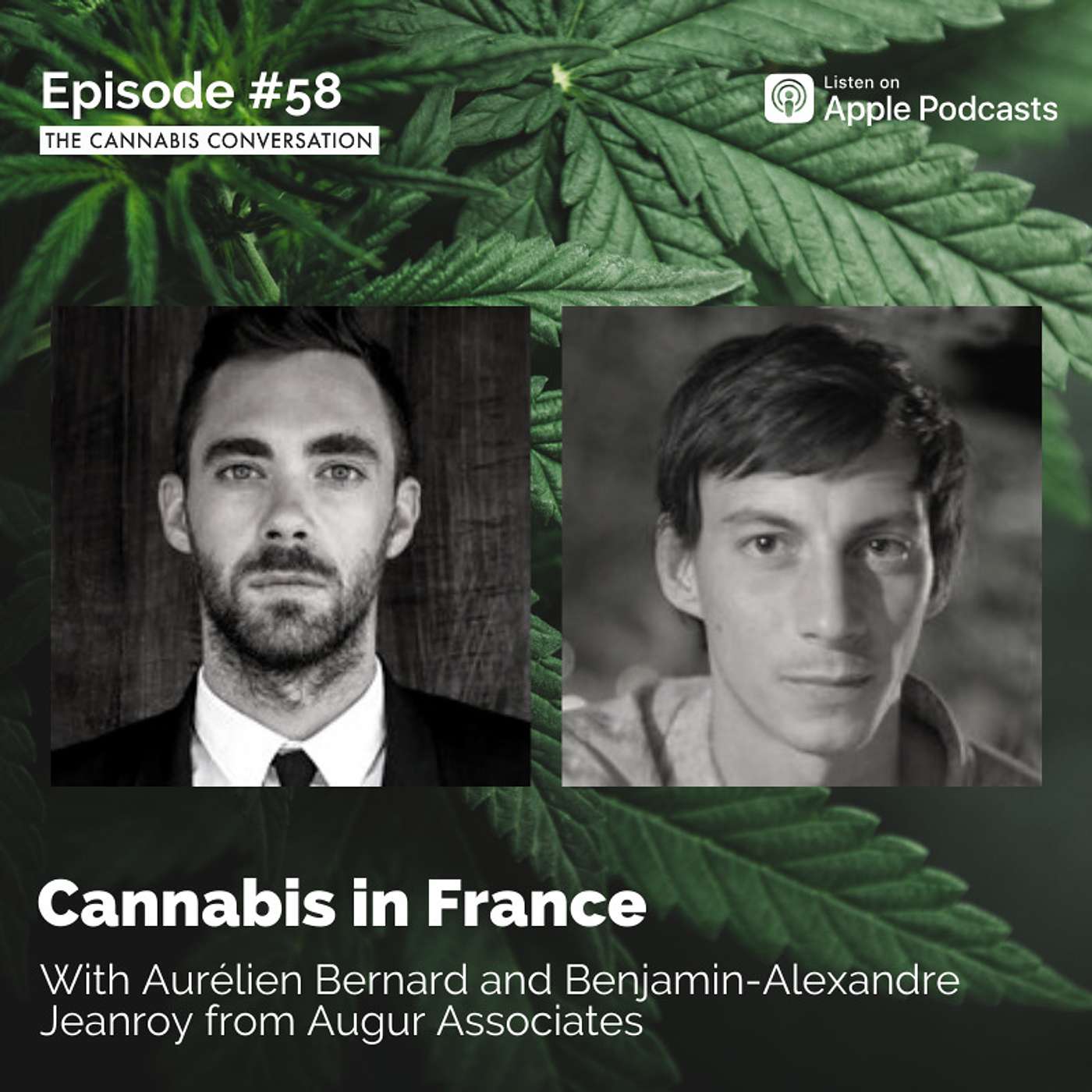 The Cannabis Conversation | Medical Cannabis | CBD | Hemp