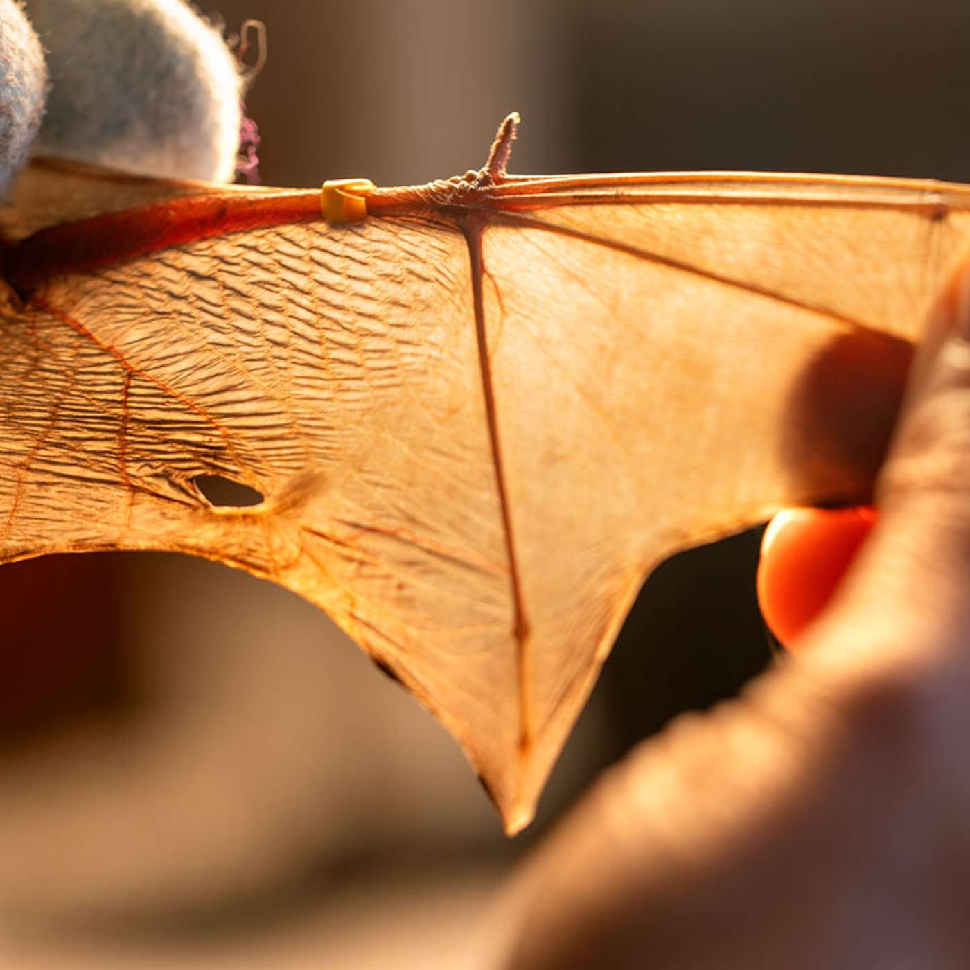 Narrated story: Lab of Ornithology staff member dedicates her free time to native bats