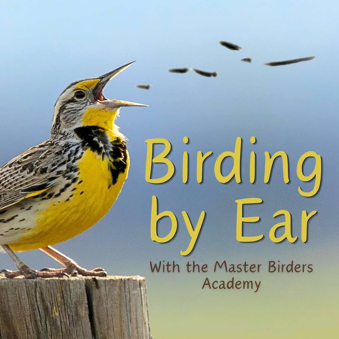 Birding by Ear with the Master Birders Academy