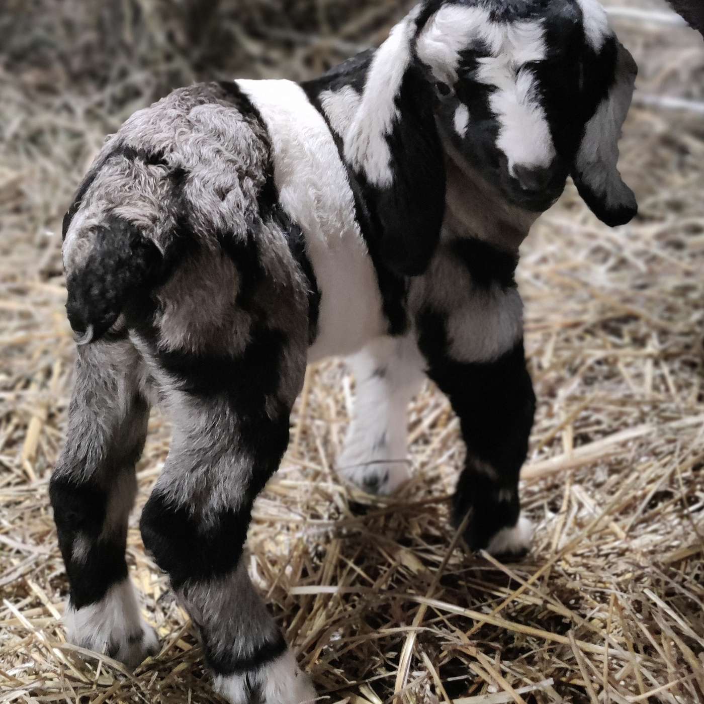 GoatsUnltd Podroll