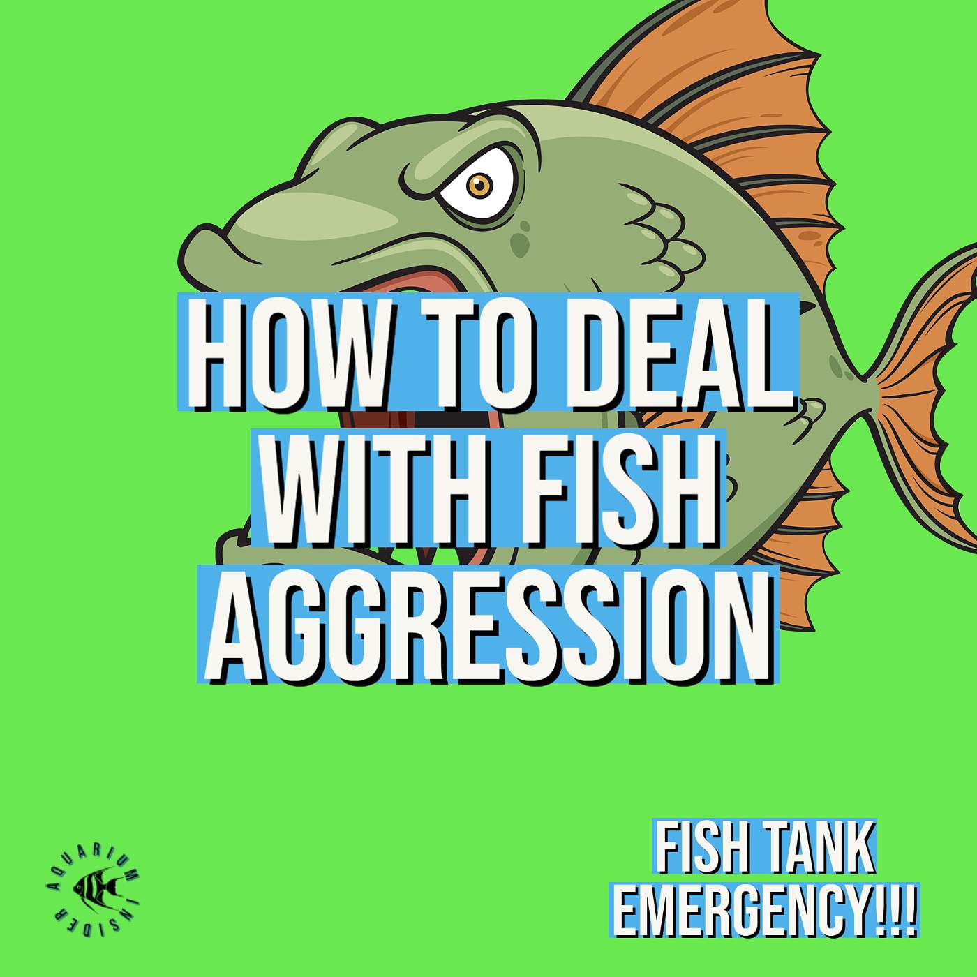 Fish Tank Emergencies: How to Deal with Fish Aggression Fish Tank Emergencies: How to Deal with Fish Aggression