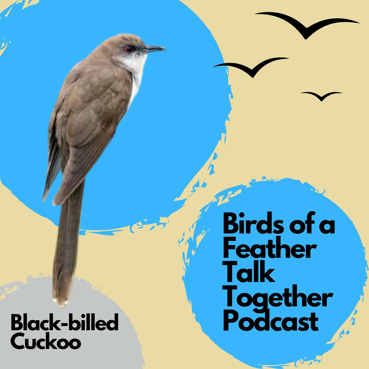 151: Black-billed Cuckoos: One of North America's Most Mysterious Birds 🐦 episode artwork
