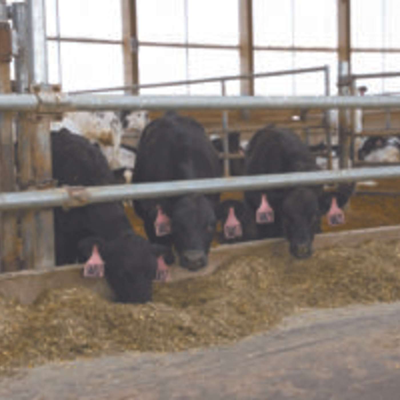 Tips for Managing Beef-on-Dairy Calf Transitions