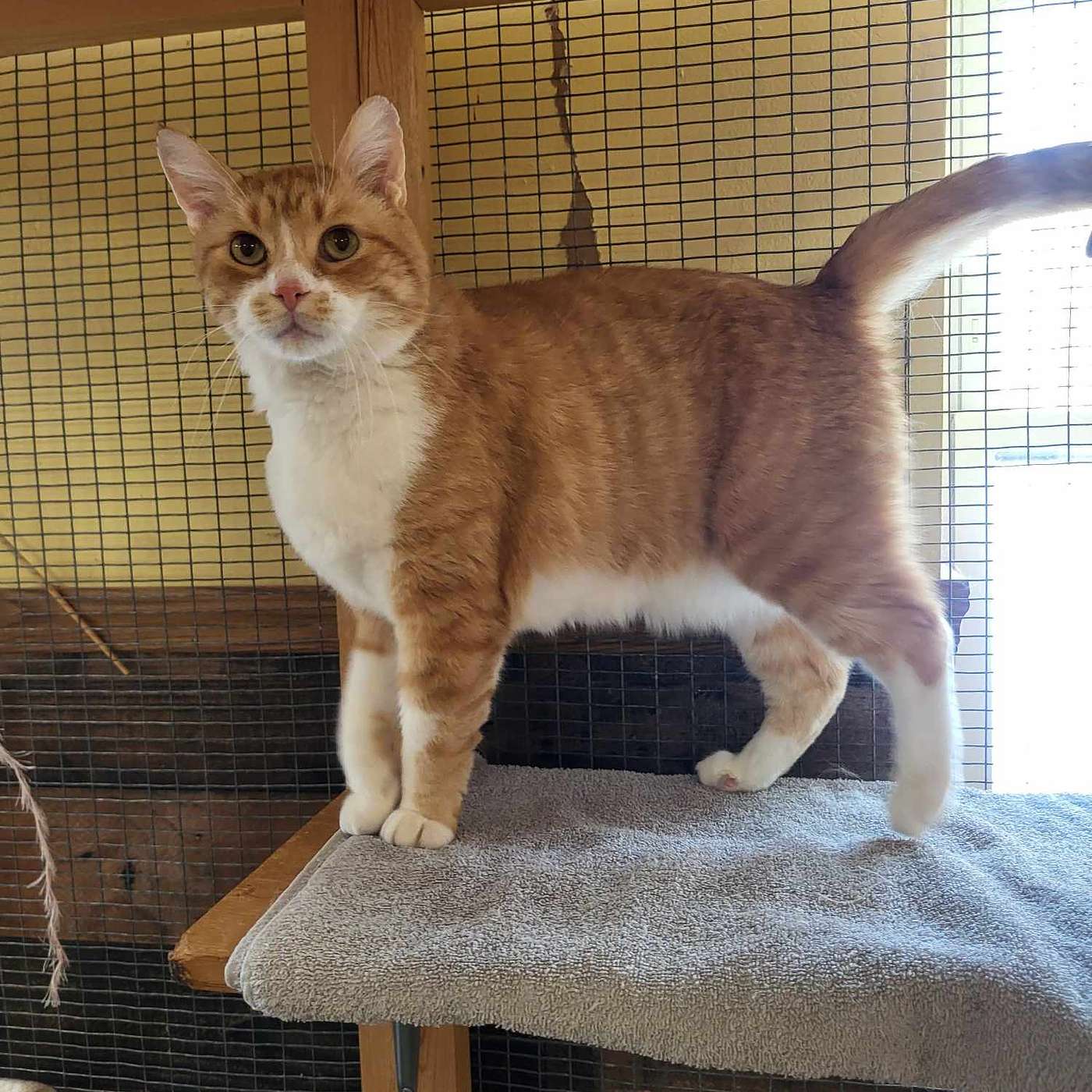 Let's meet Brian...our POP-PAW-RAZZI Superstar of the Week!