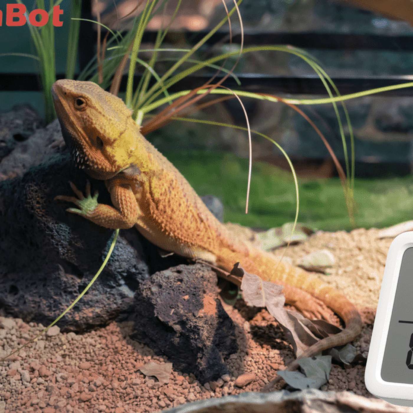 Best reptile thermometers & hygrometers episode artwork