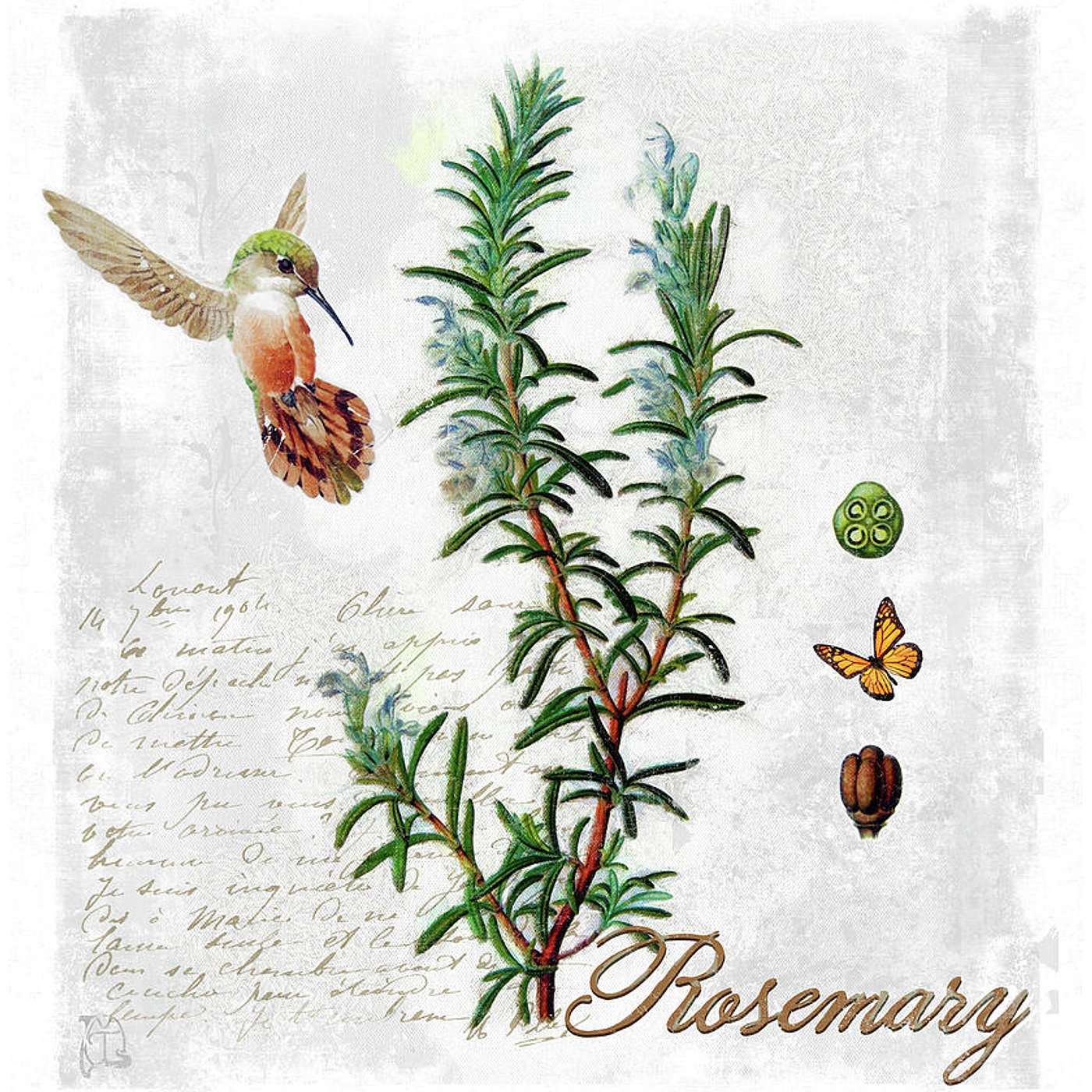 Rosemary | Resilience | Renewal