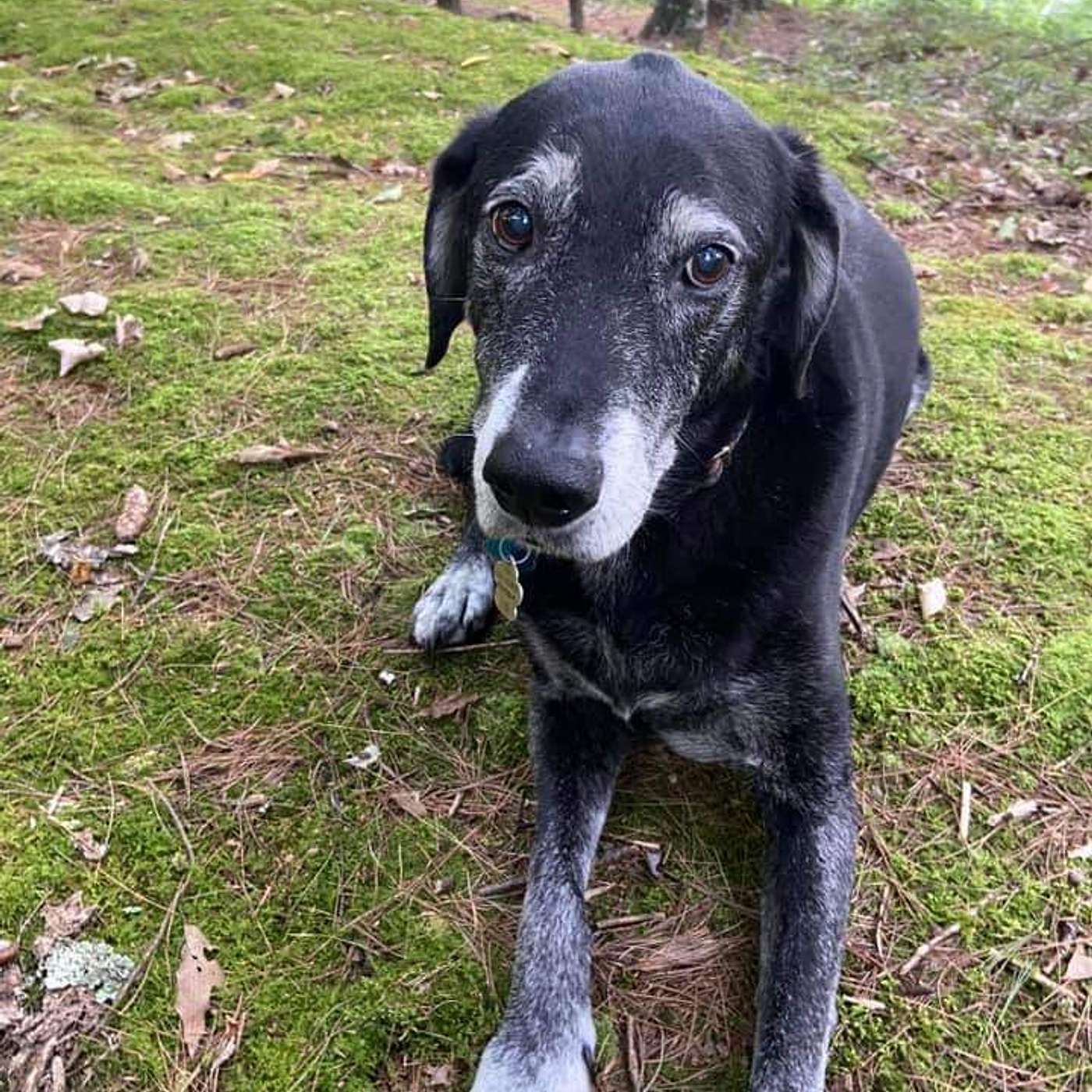 Mr. Boobers: Meet Okie, our 13 year old lab mix