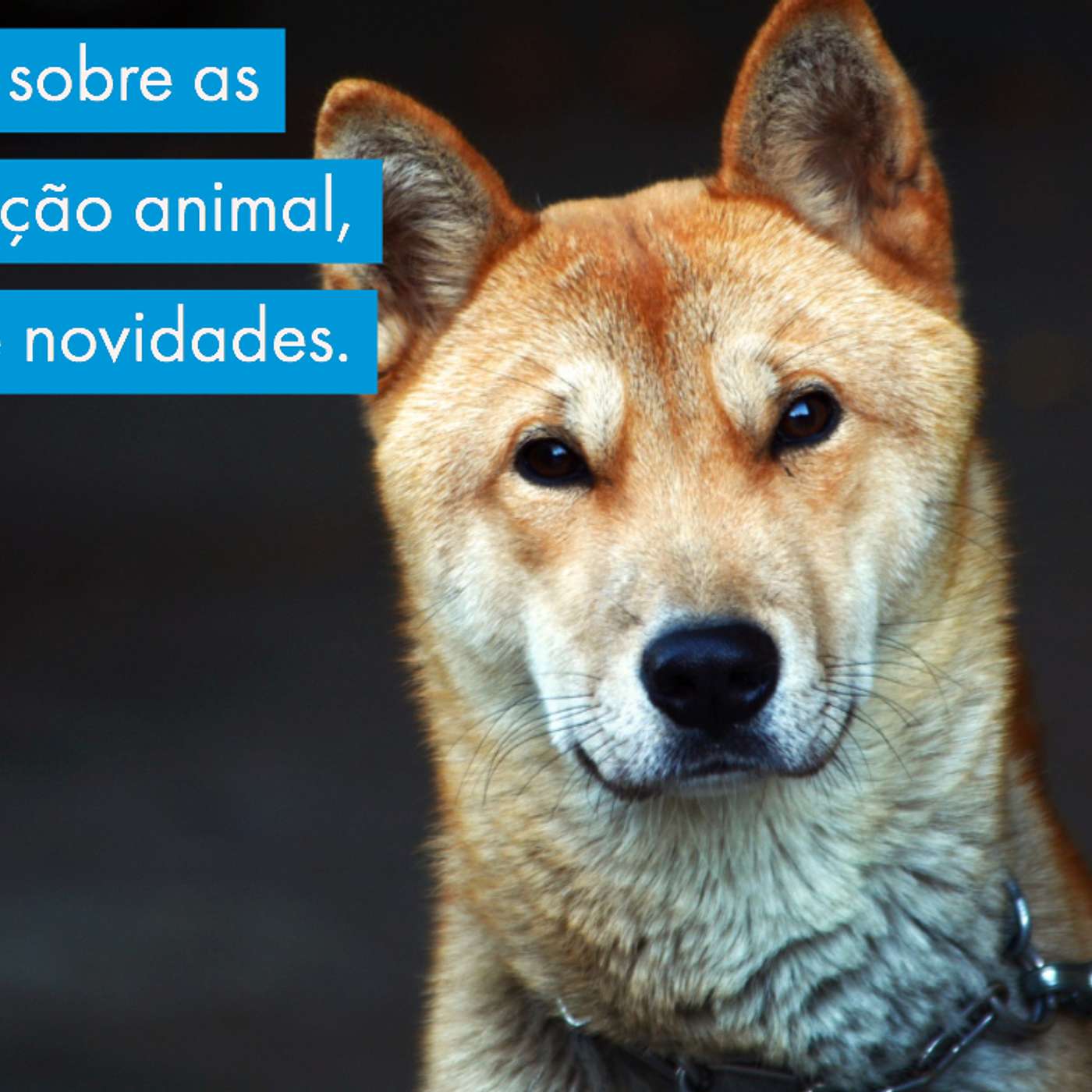 A realidade sobre as leis de proteção animal, bate papo e novidades. episode artwork