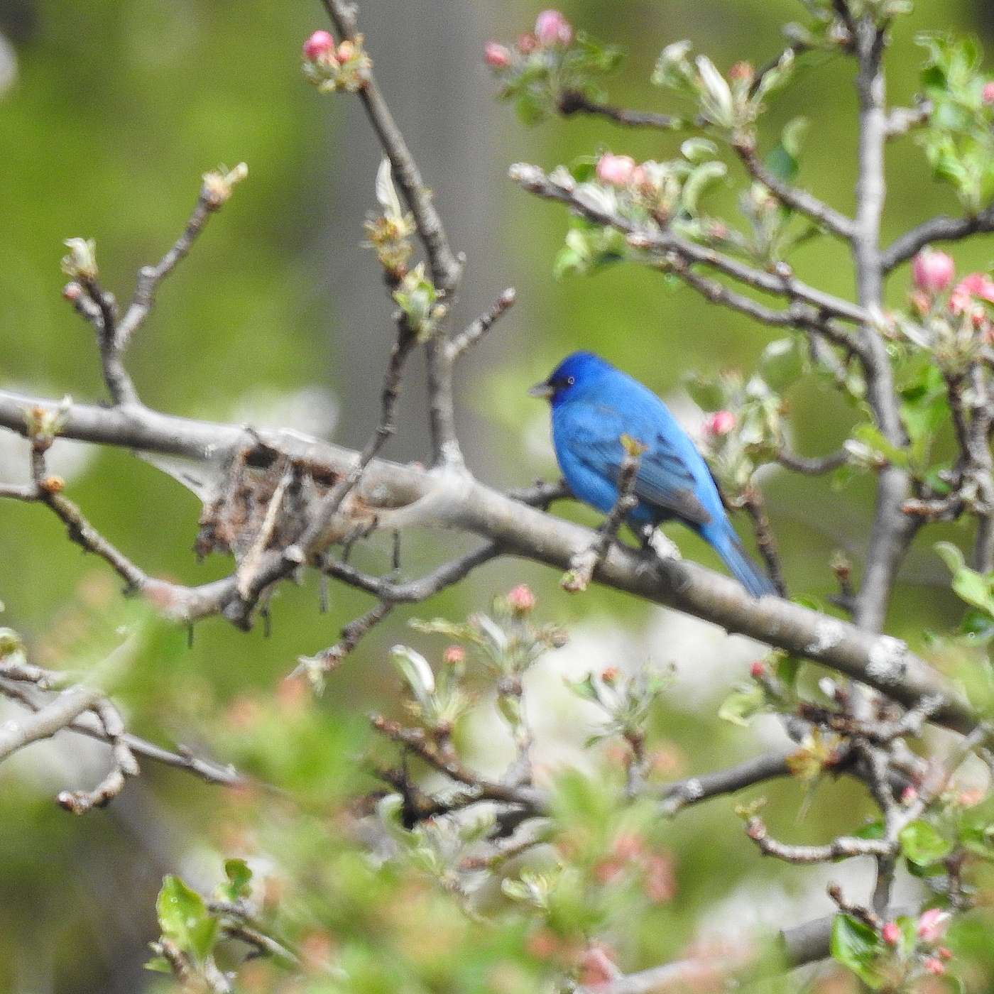 BLUE TARP