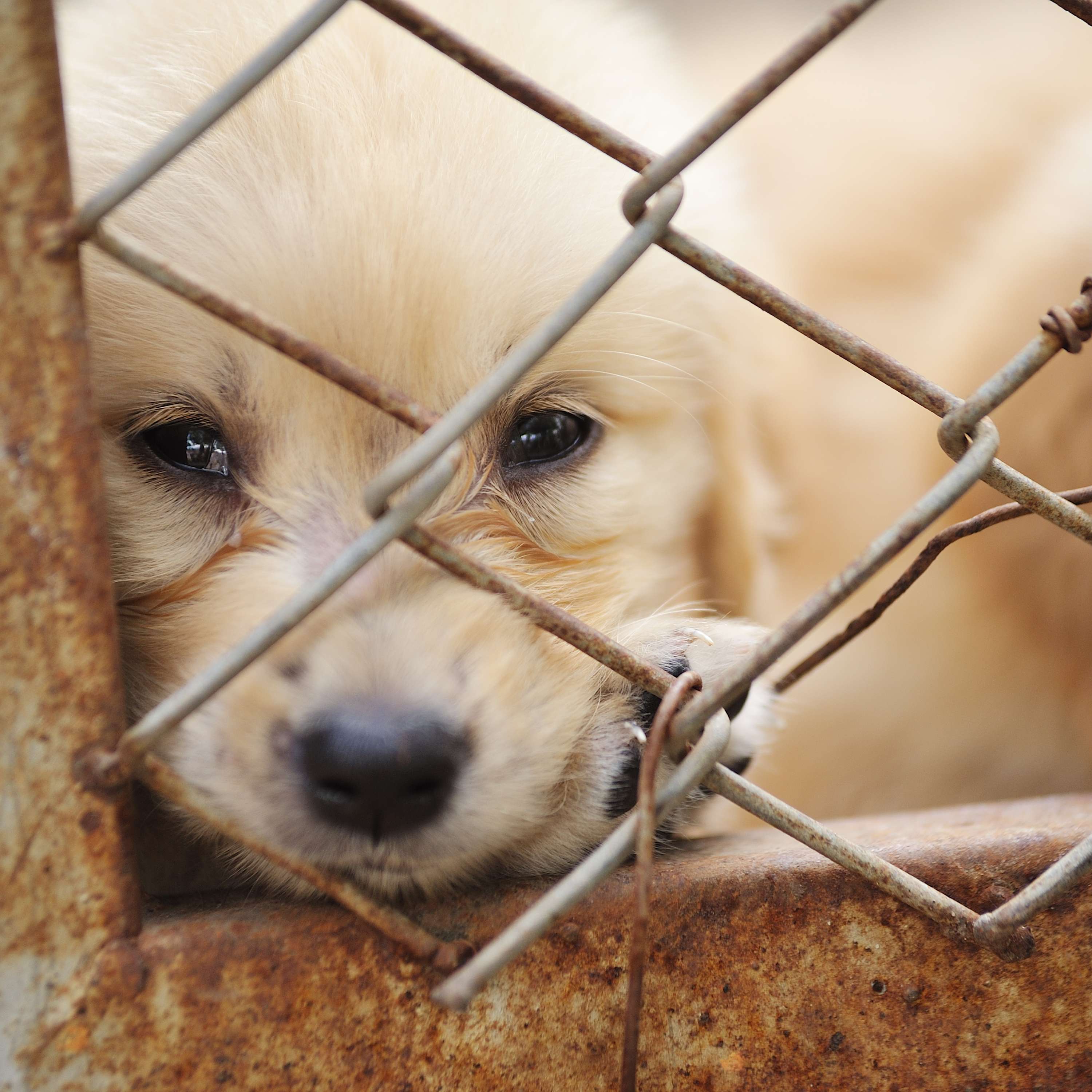 Animal Abuse in Pet Stores