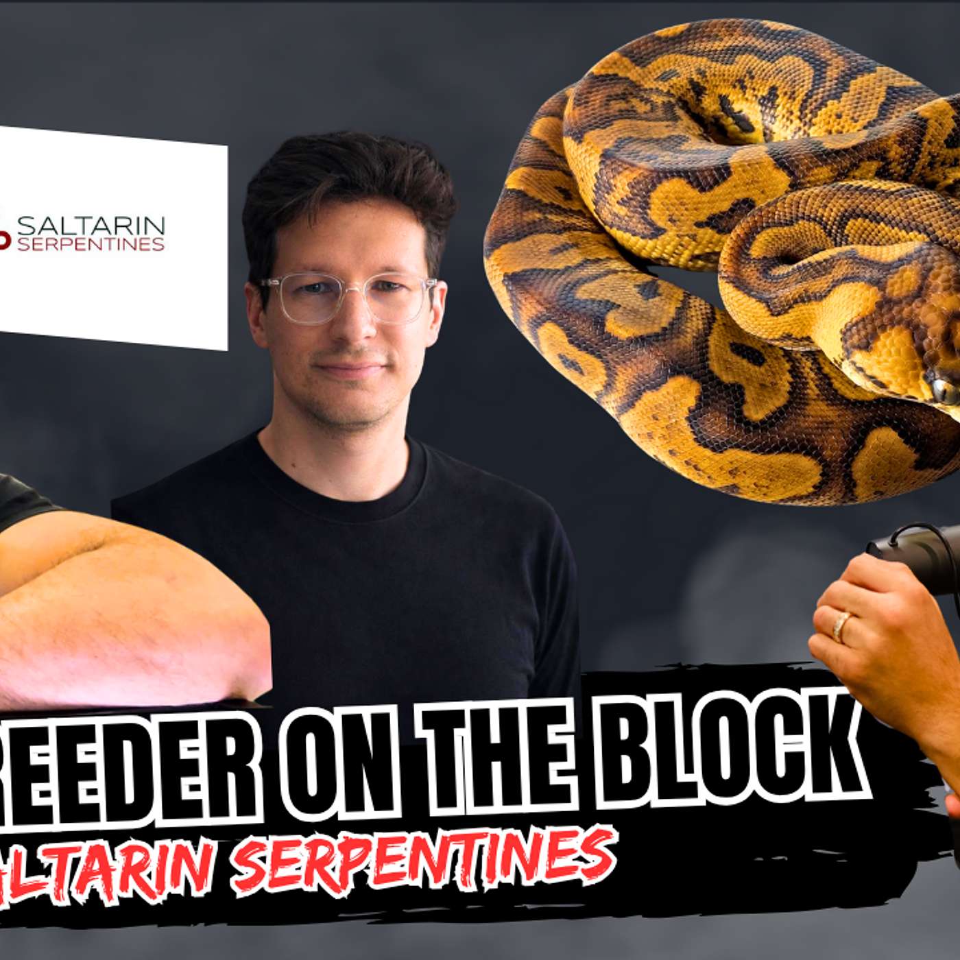 Boutique Ball Python Breeding Scene In Germany | New Breeder On The Block (Live)