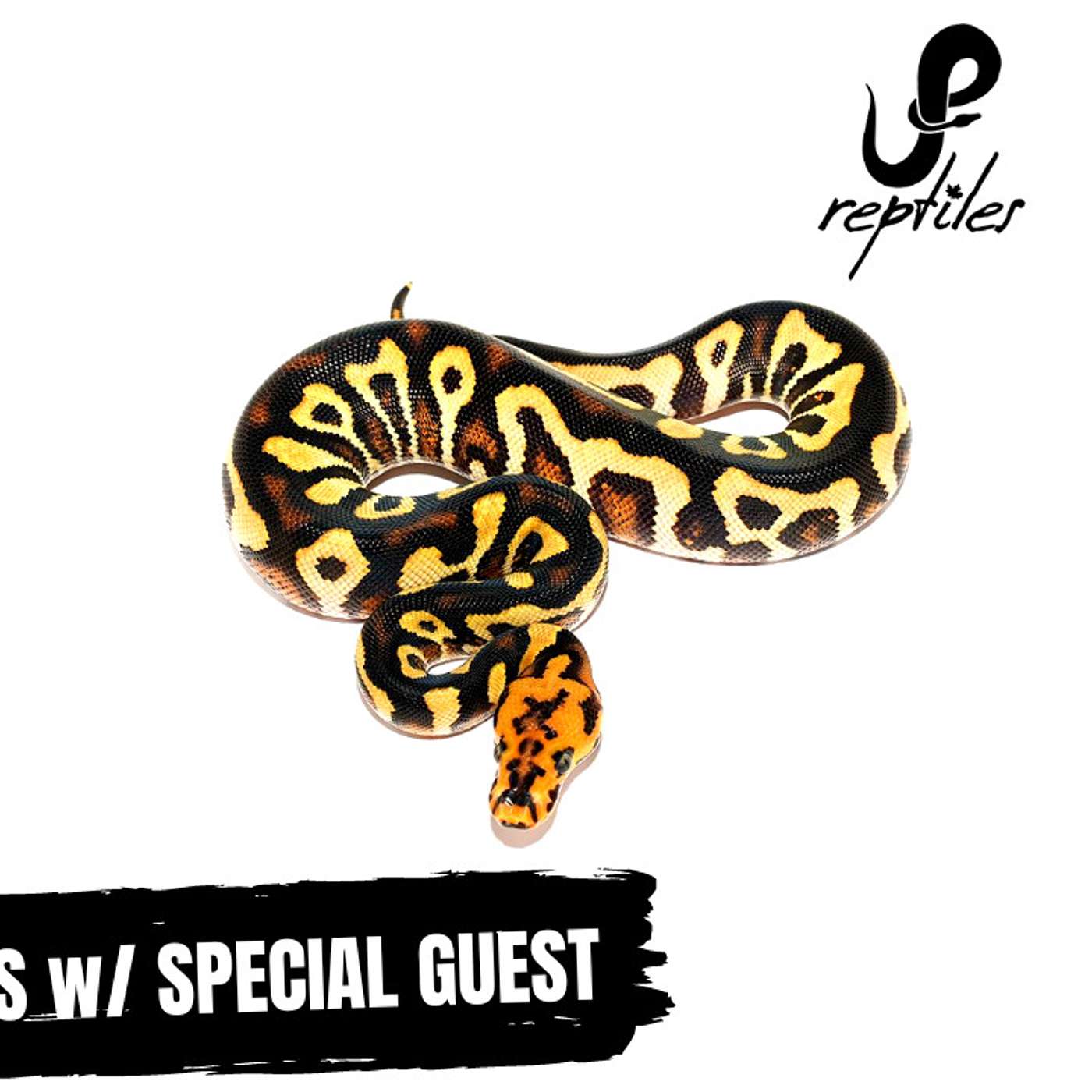 JP Reptiles talks overcoming obstacles in the Ball Python game  | Trap Talk Reptile Podcast
