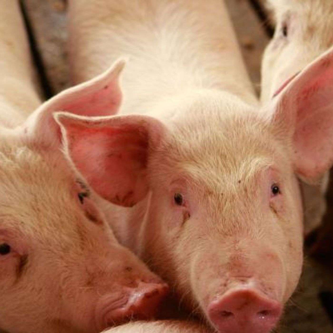 Feedstuffs in Focus - Advancing sustainability in U.S. pork industry