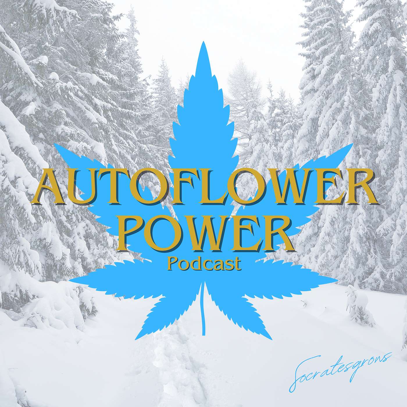 On Winter Autoflower Gardening