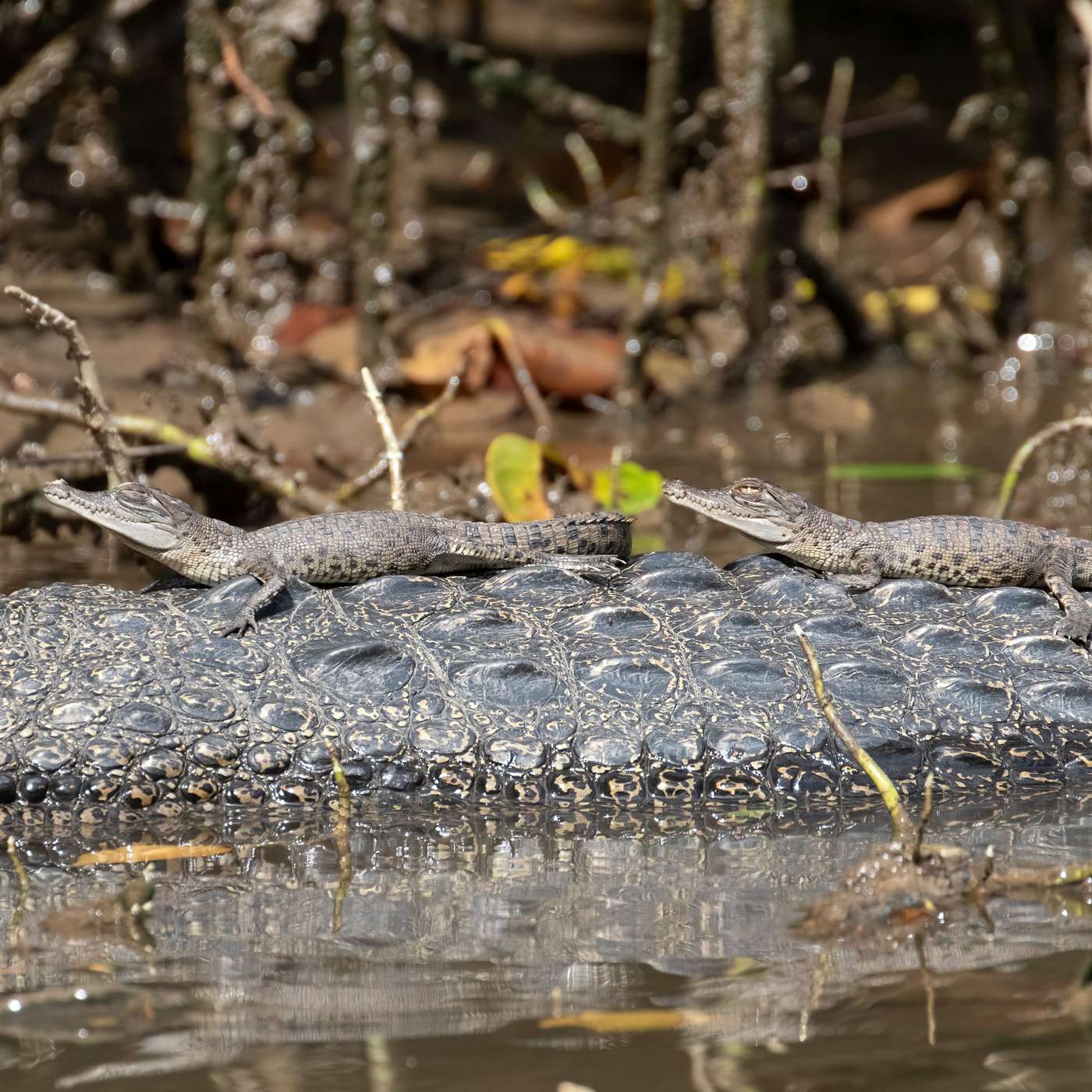 The truth about Crocodiles | David and Jo White | Solar Whisper