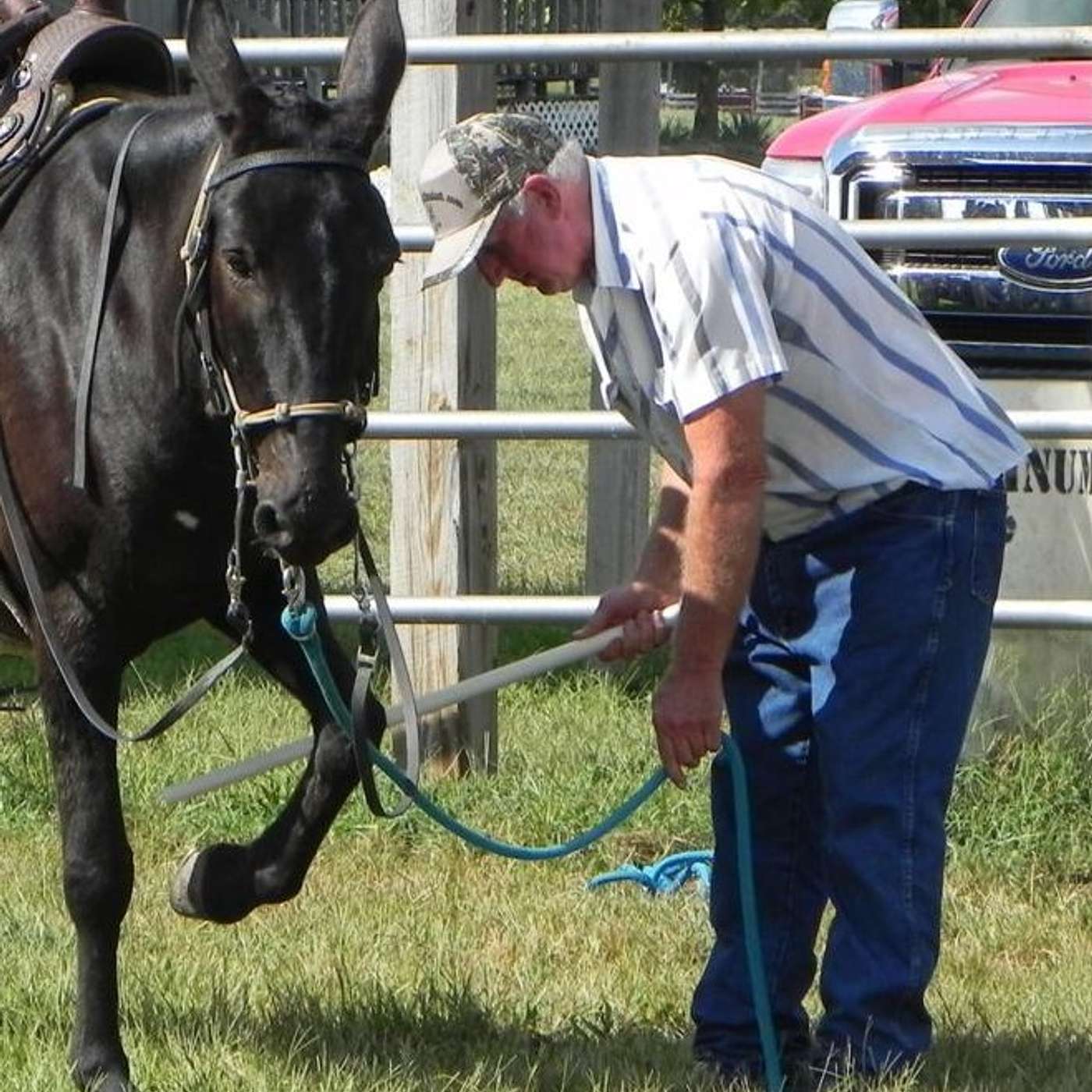 MULE TALK! THE PODCAST ABOUT MULES, MULE TRAINING, AND THE MULE INDUSTRY.