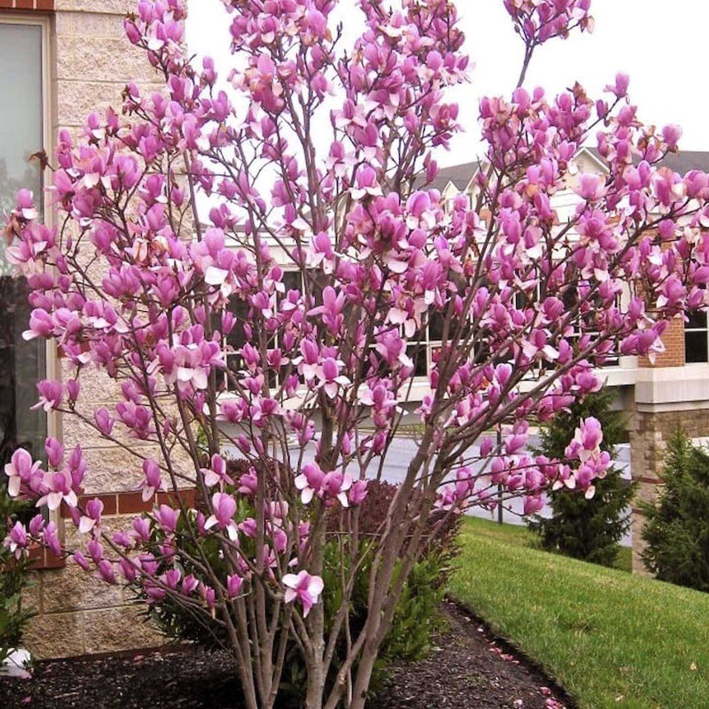 Brightest Blooming Trees of Spring