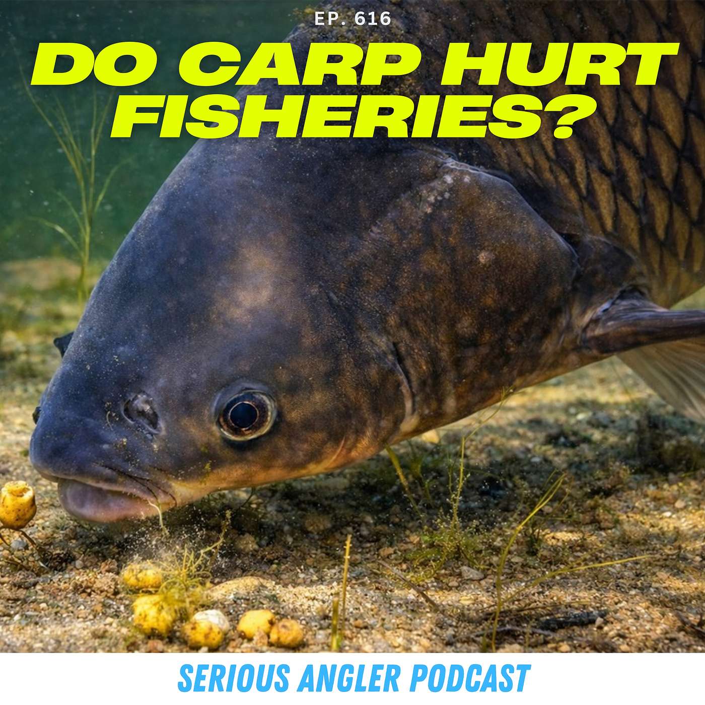 Fisheries Biologist on How Carp Impact Fisheries + Fish Growth & Lead Poisoning
