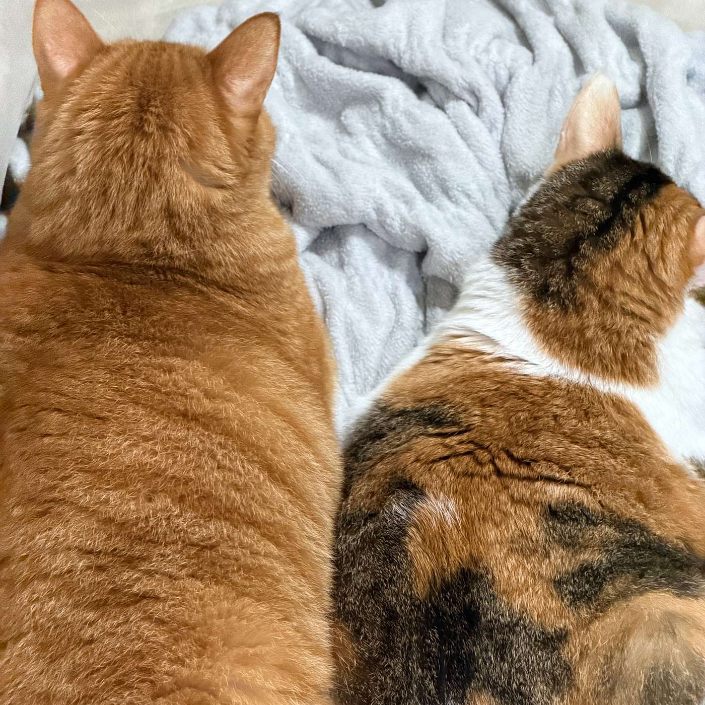 【鮑鮑報報EP49】「世紀末的體感——《我的世紀末》新書講座」活動記錄