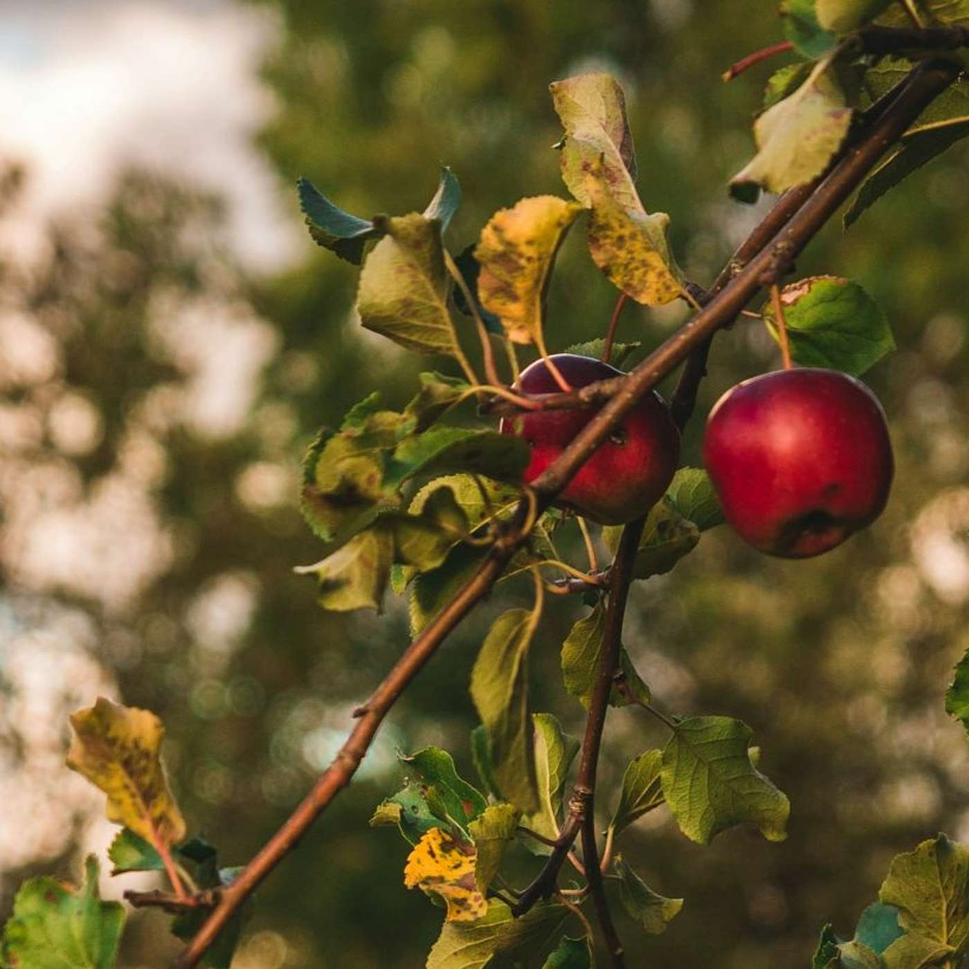 Saanich Baptist Podcast