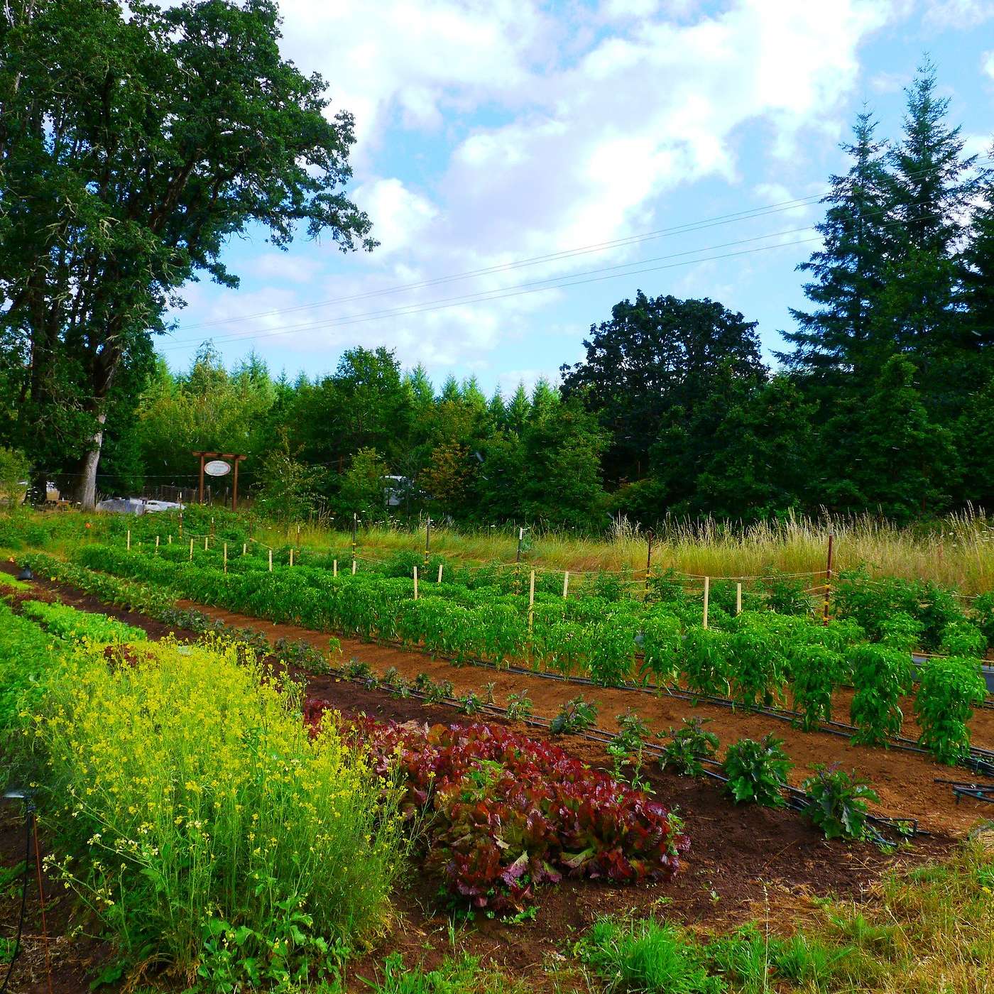 The Farmer\'s Story Podcast