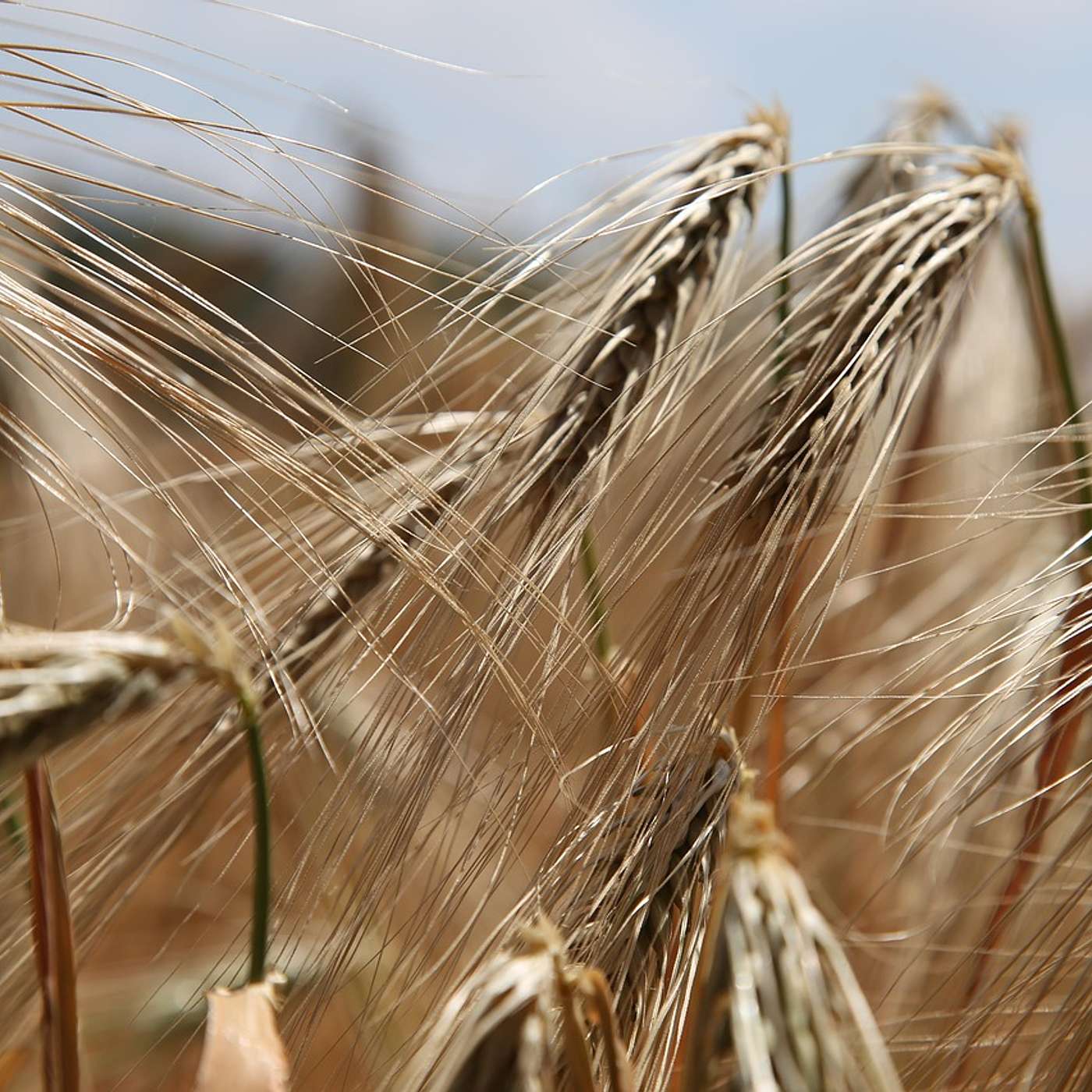 Celiac Disease gets More Complicated
