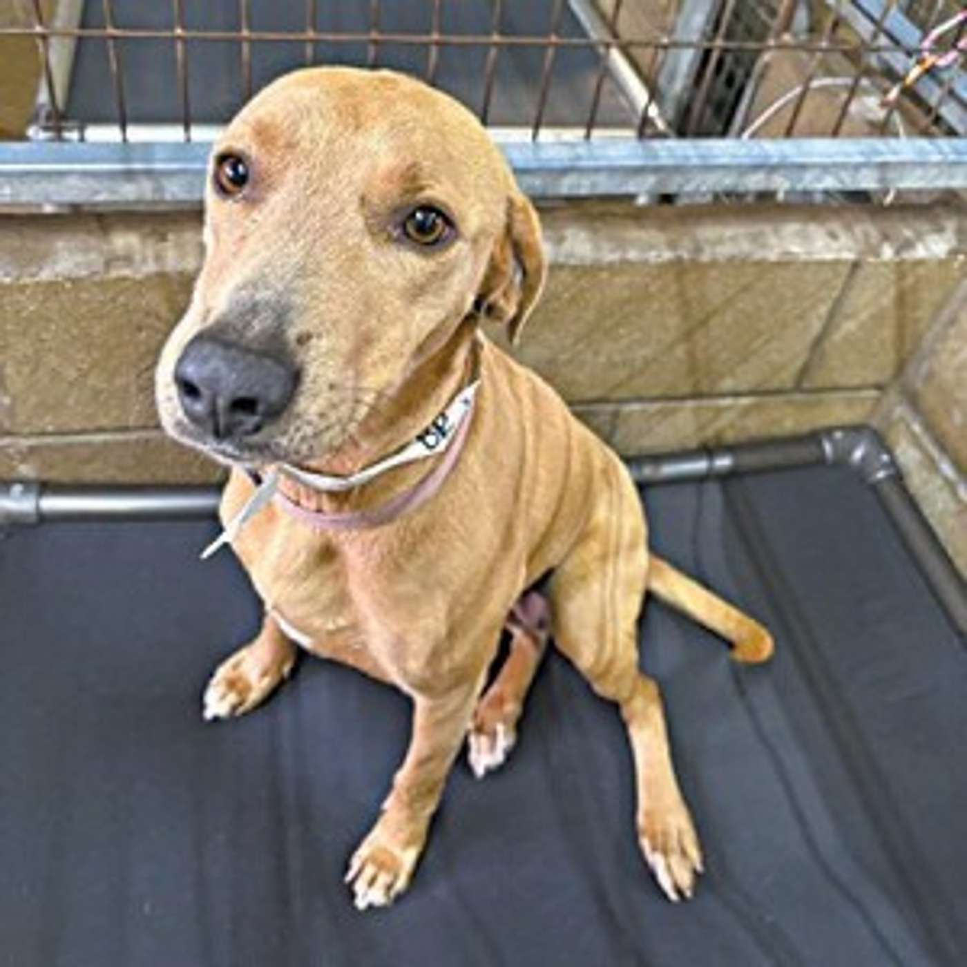 Meet Reyna -- she's ready for adoption episode artwork